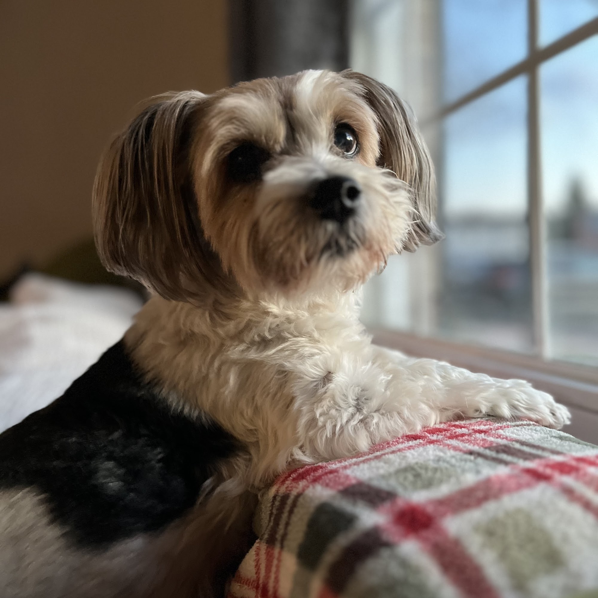 West Caln Veterinary Clinic & Mobile Veterinary Service Coatesville