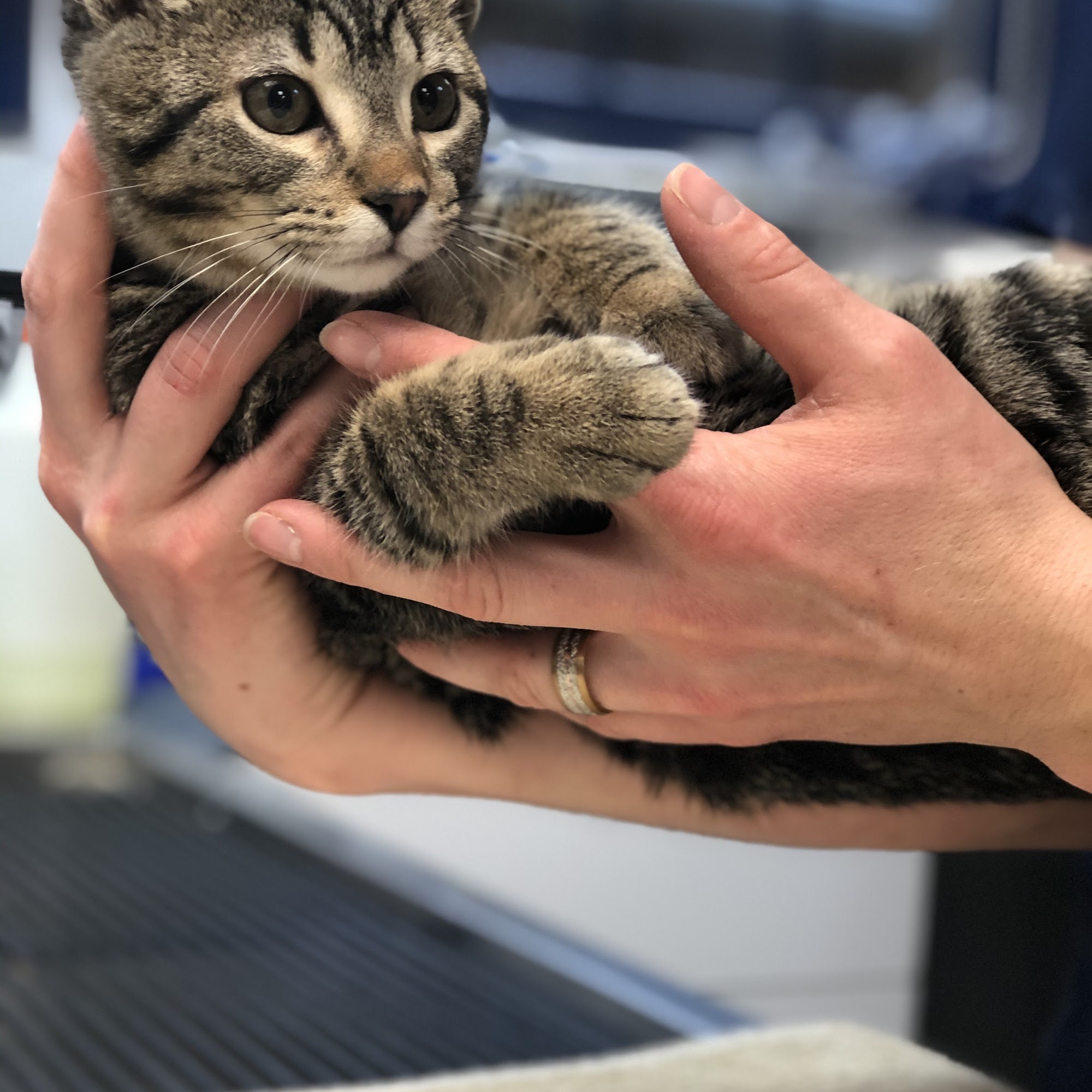 Brandywine Valley Veterinary Hospital Coatesville