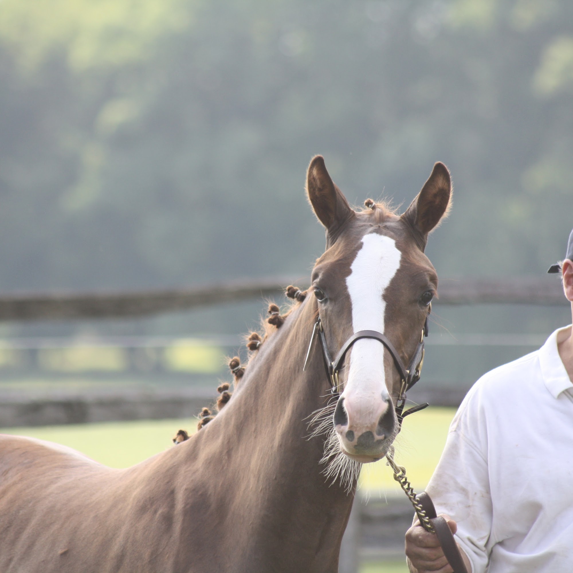 Complete Equine Health Services Coatesville