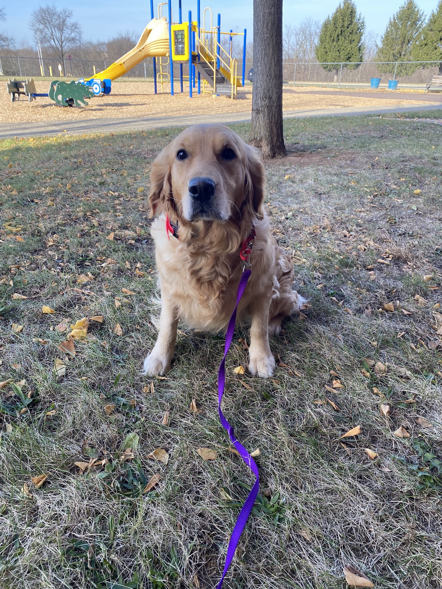 STAT K9 Training Collegeville