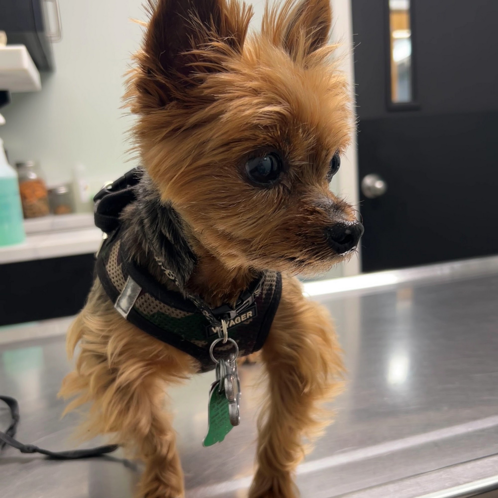 Columbia Animal Hospital Columbia