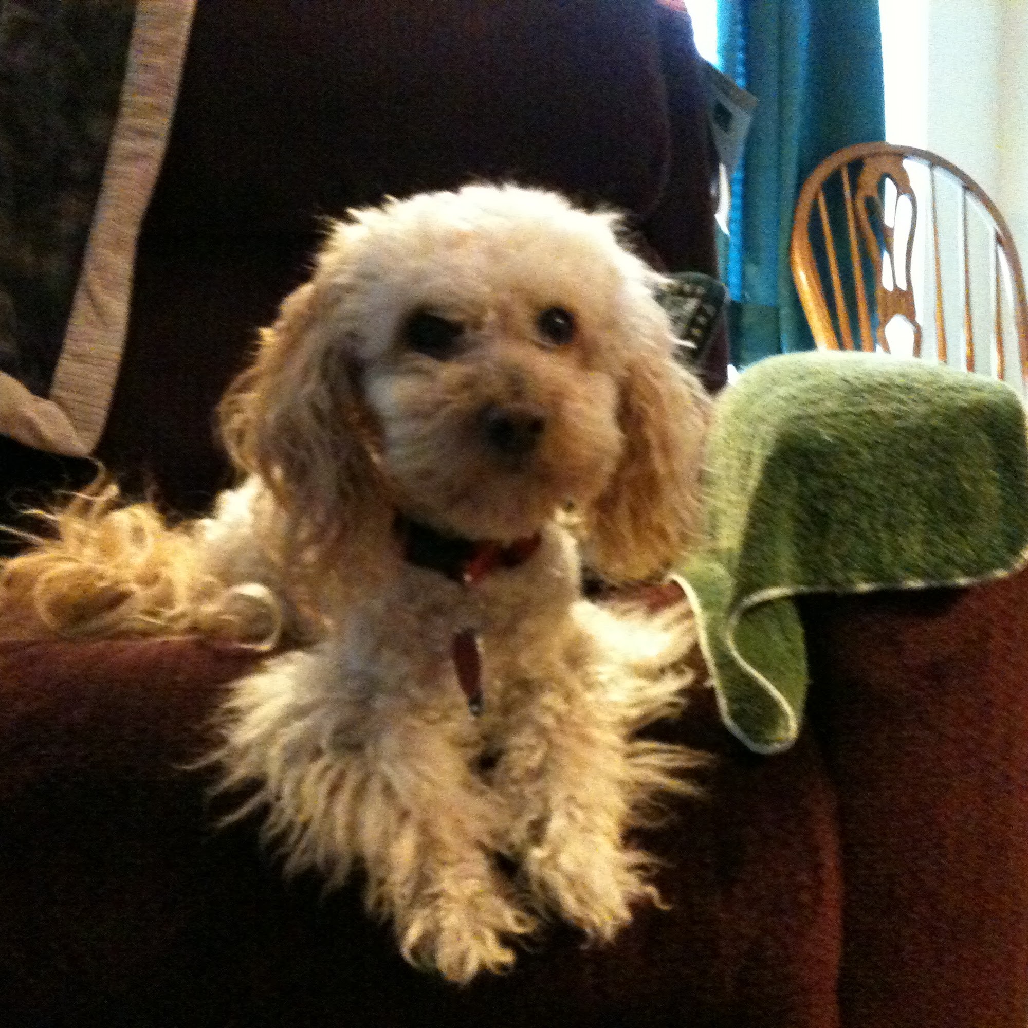 River Hills Veterinary Hospital Conestoga