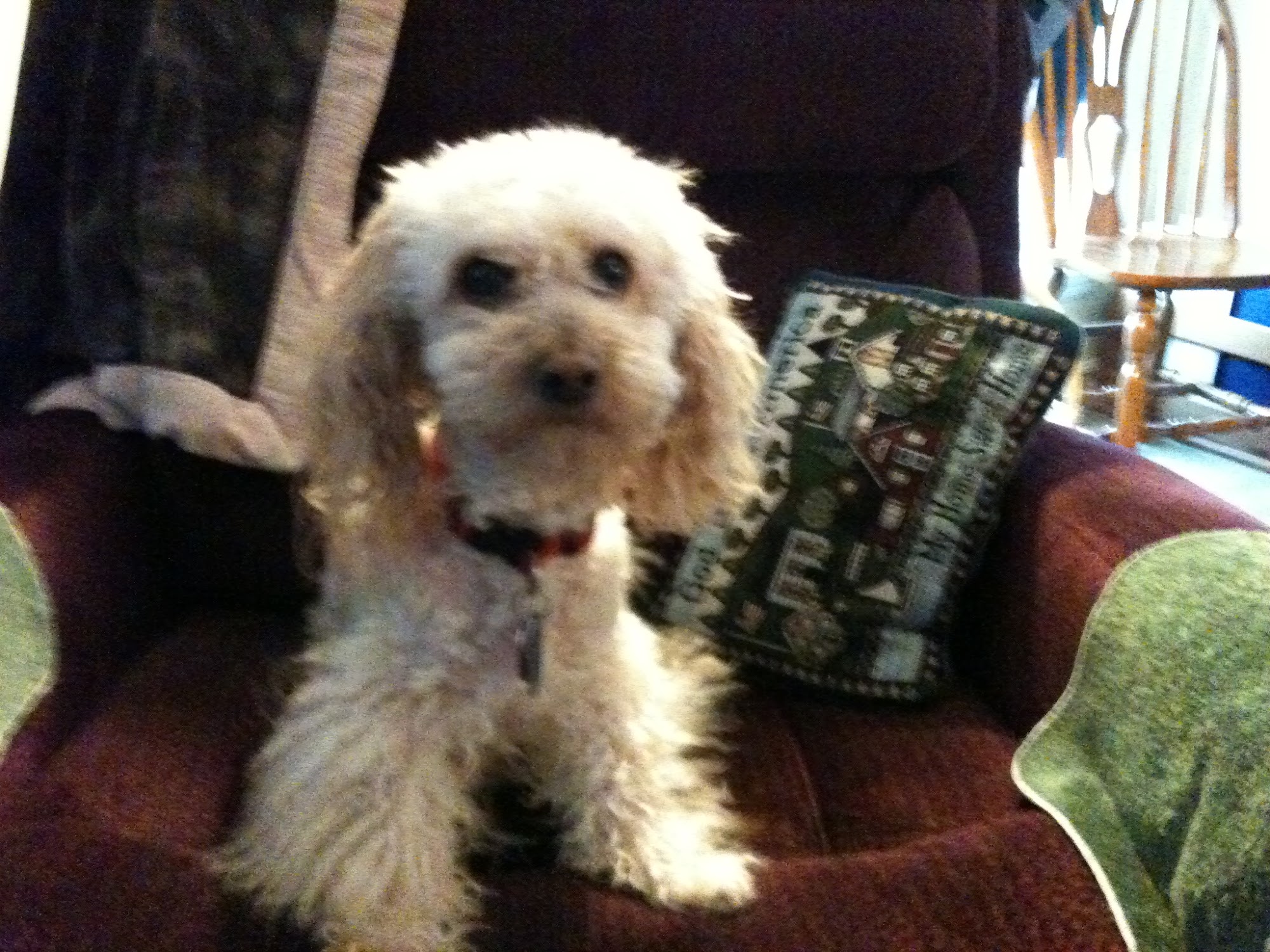 River Hills Veterinary Hospital Conestoga