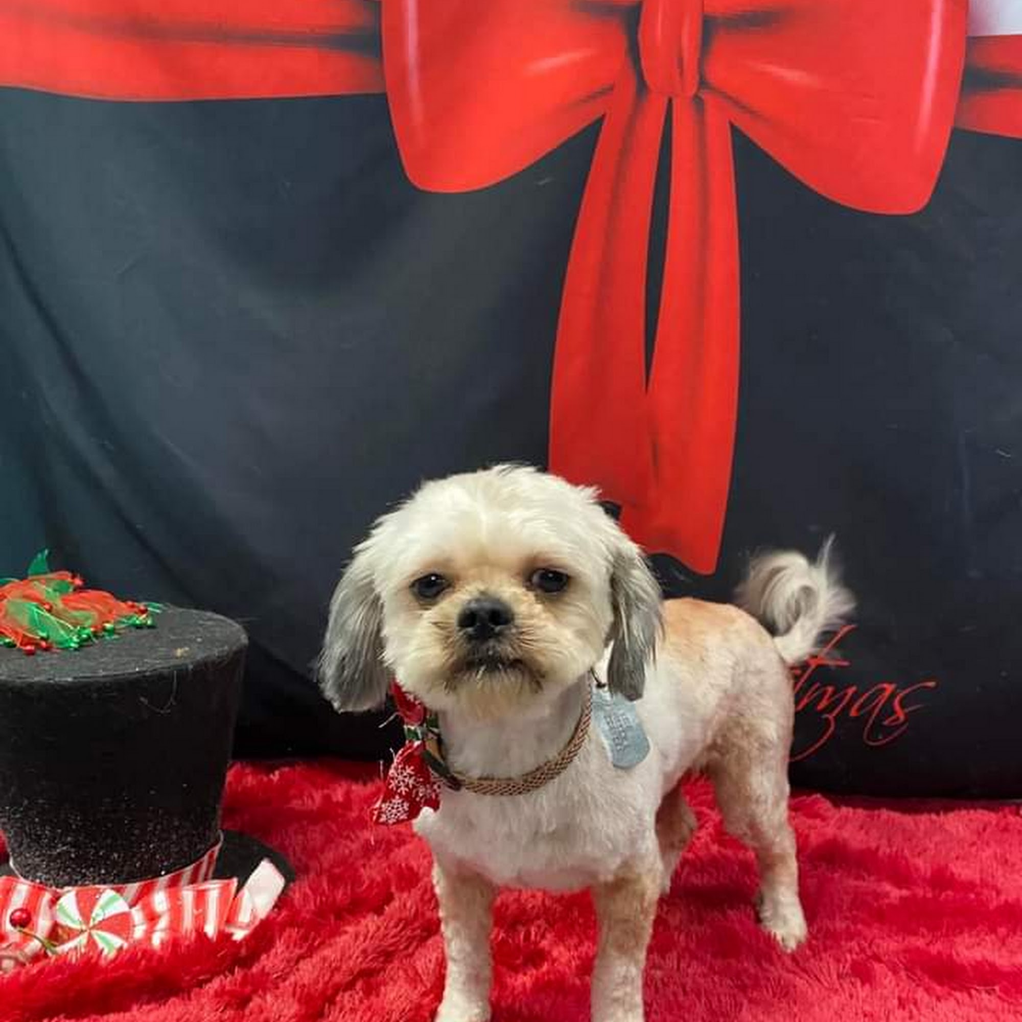 The Pooch Parlor Connellsville