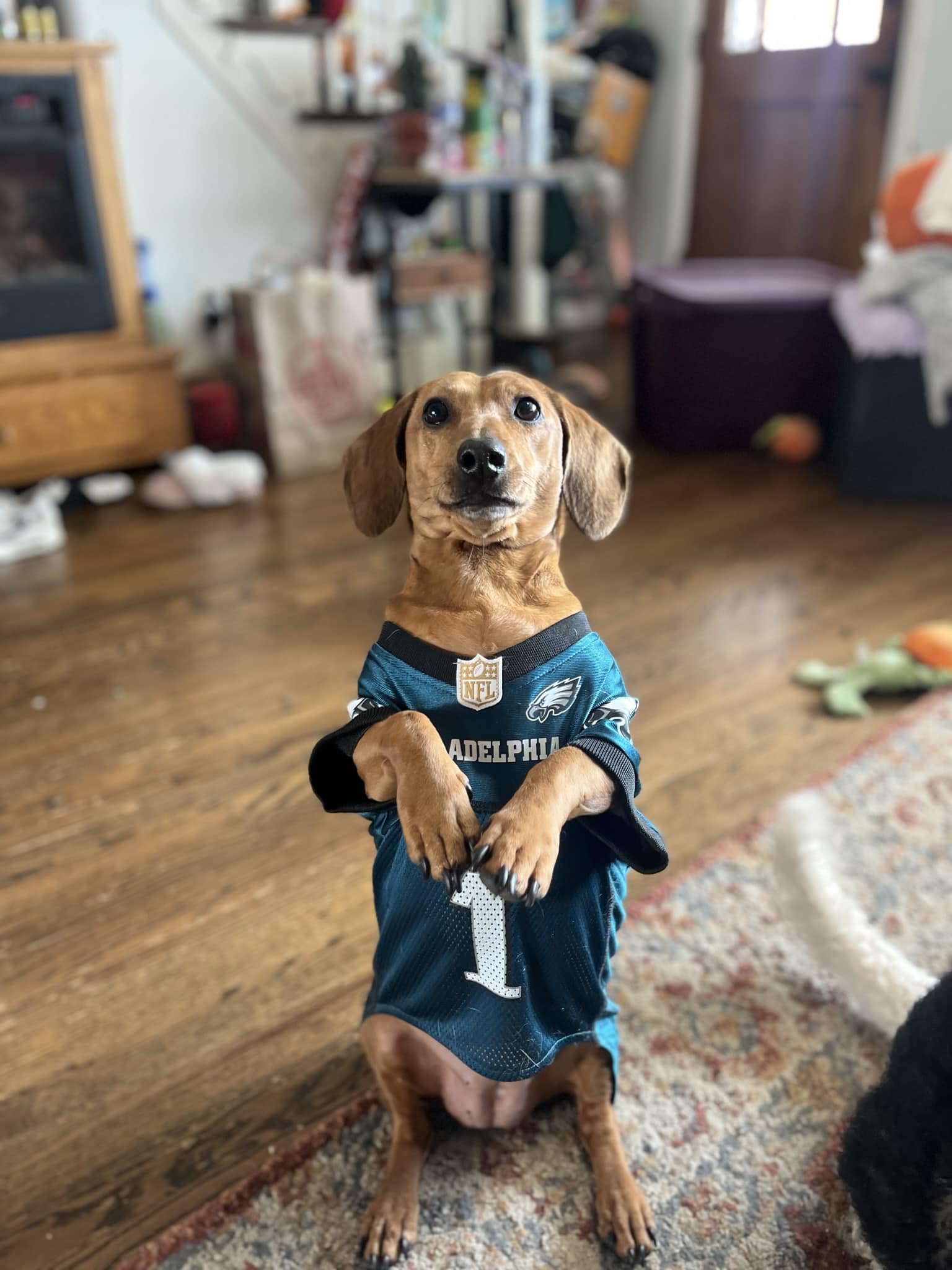 Scrub a Pup Pup Conshohocken