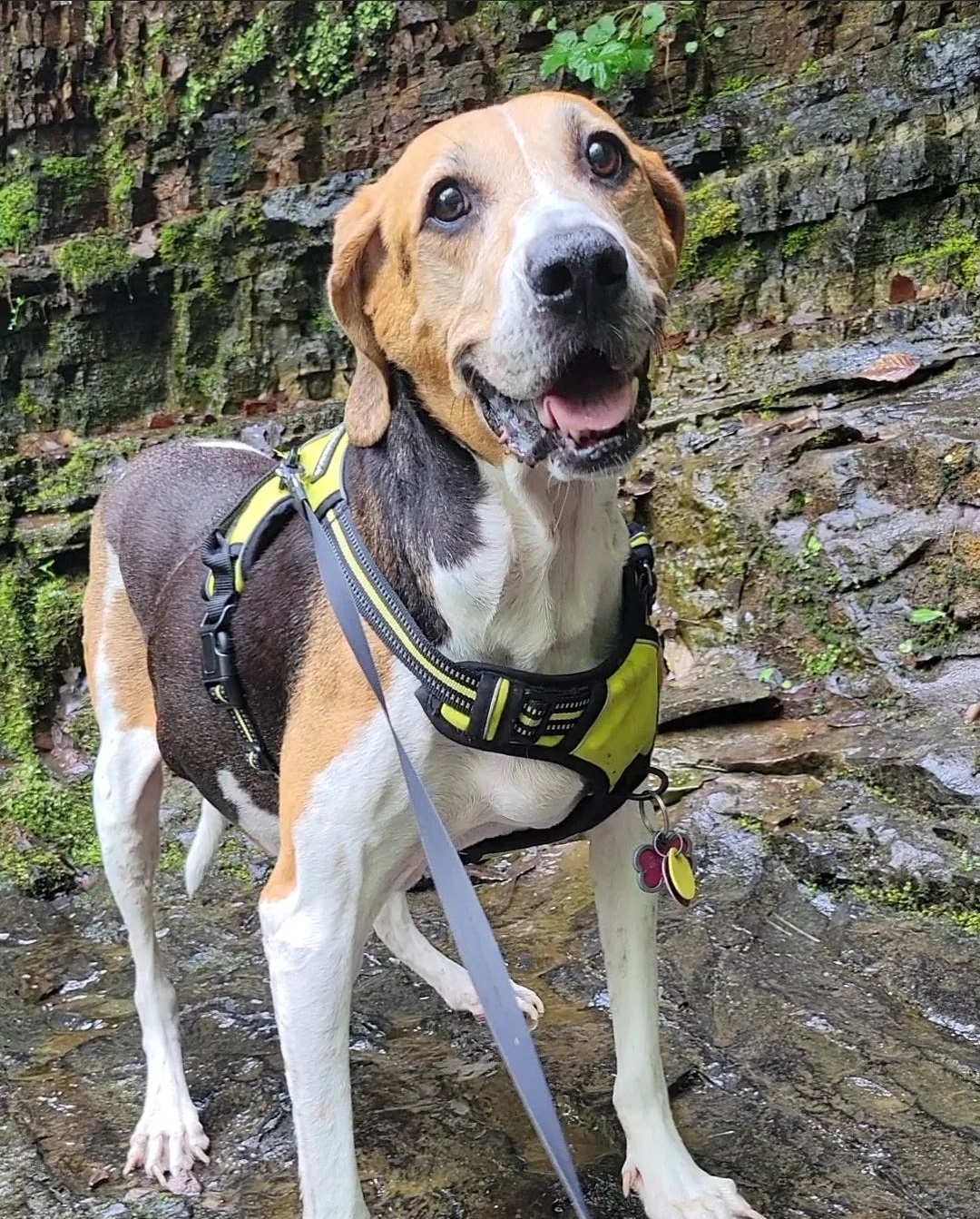 Creekview Veterinary Hospital Coopersburg