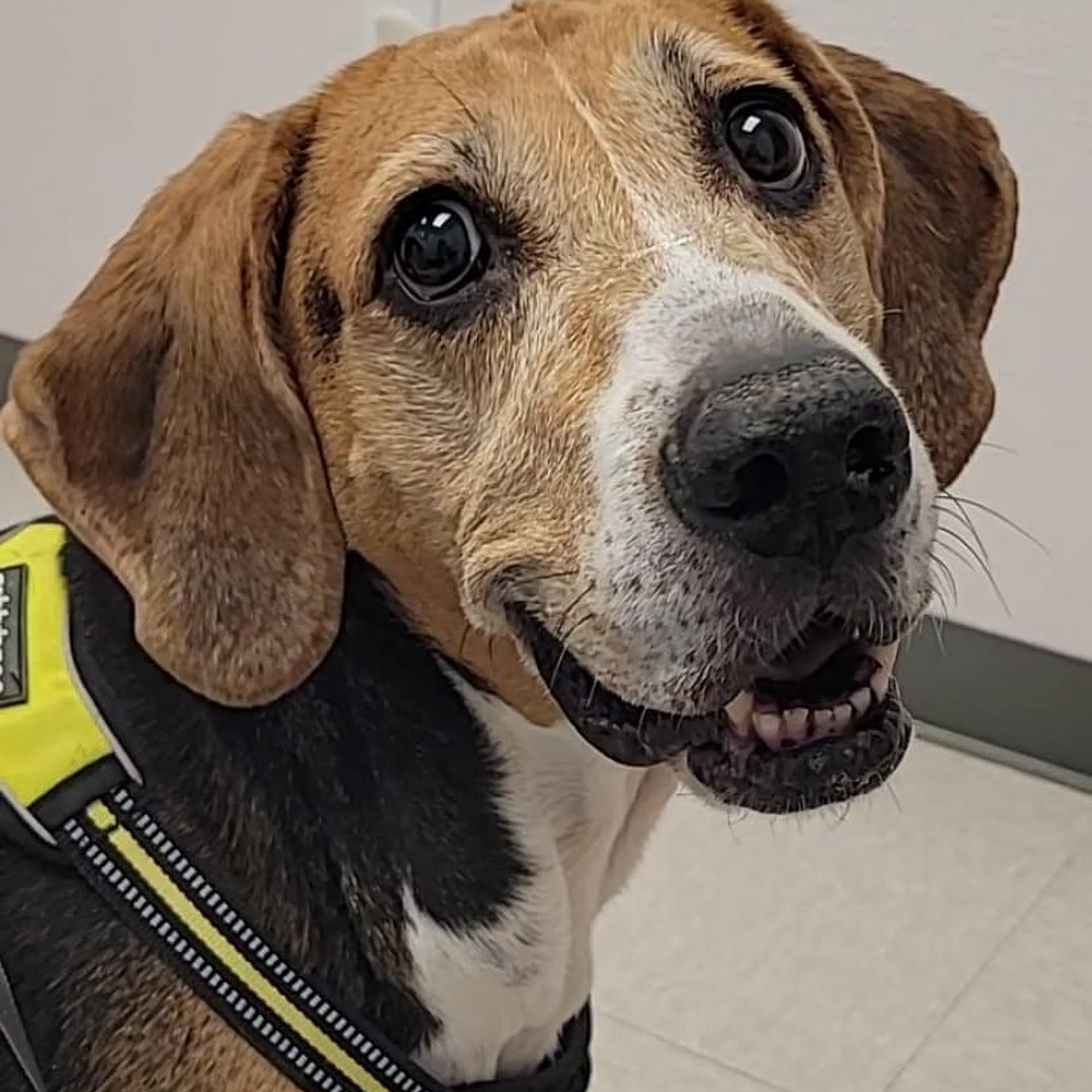 Creekview Veterinary Hospital Coopersburg