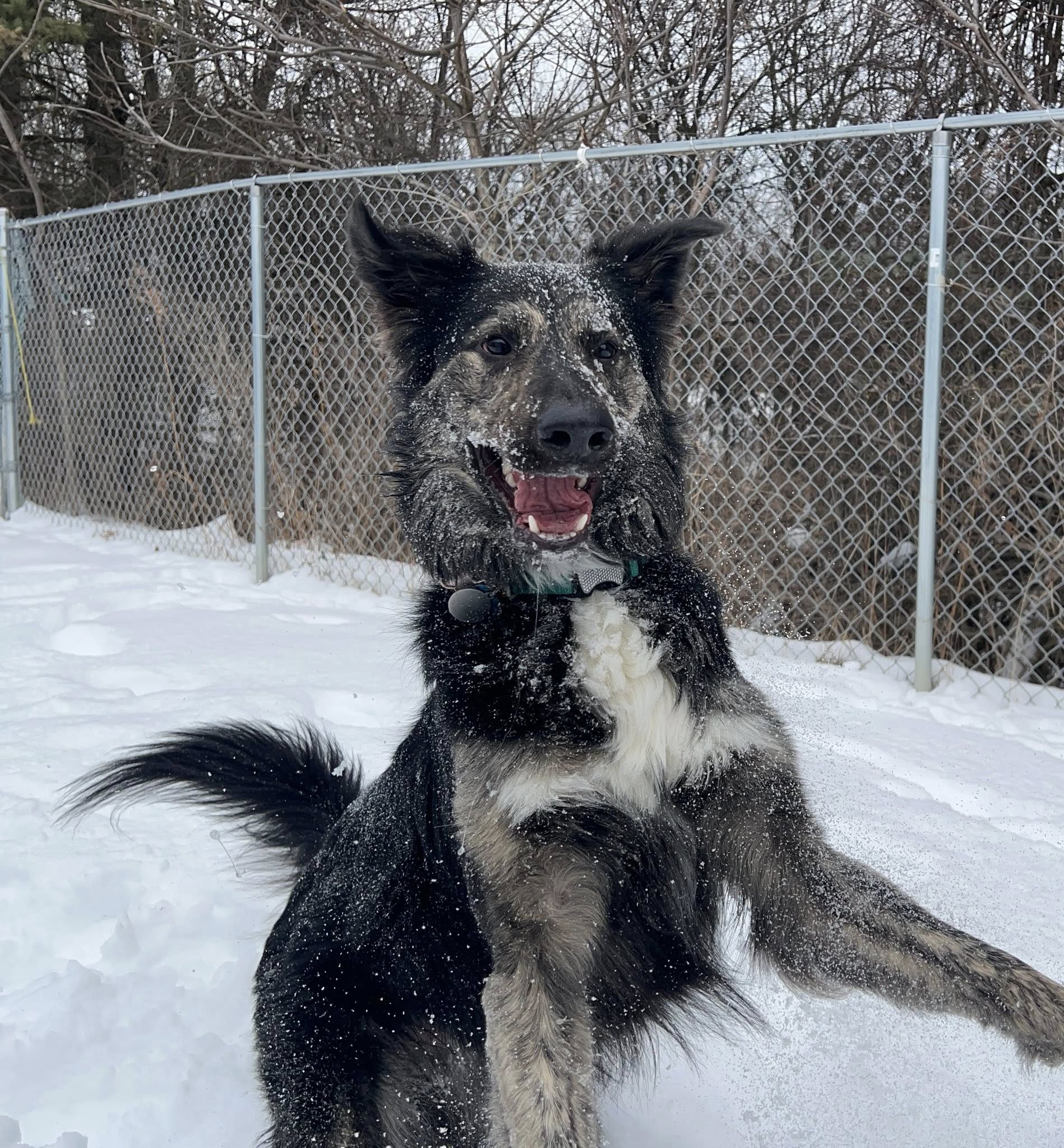 Parkway Pet Lodge Coraopolis