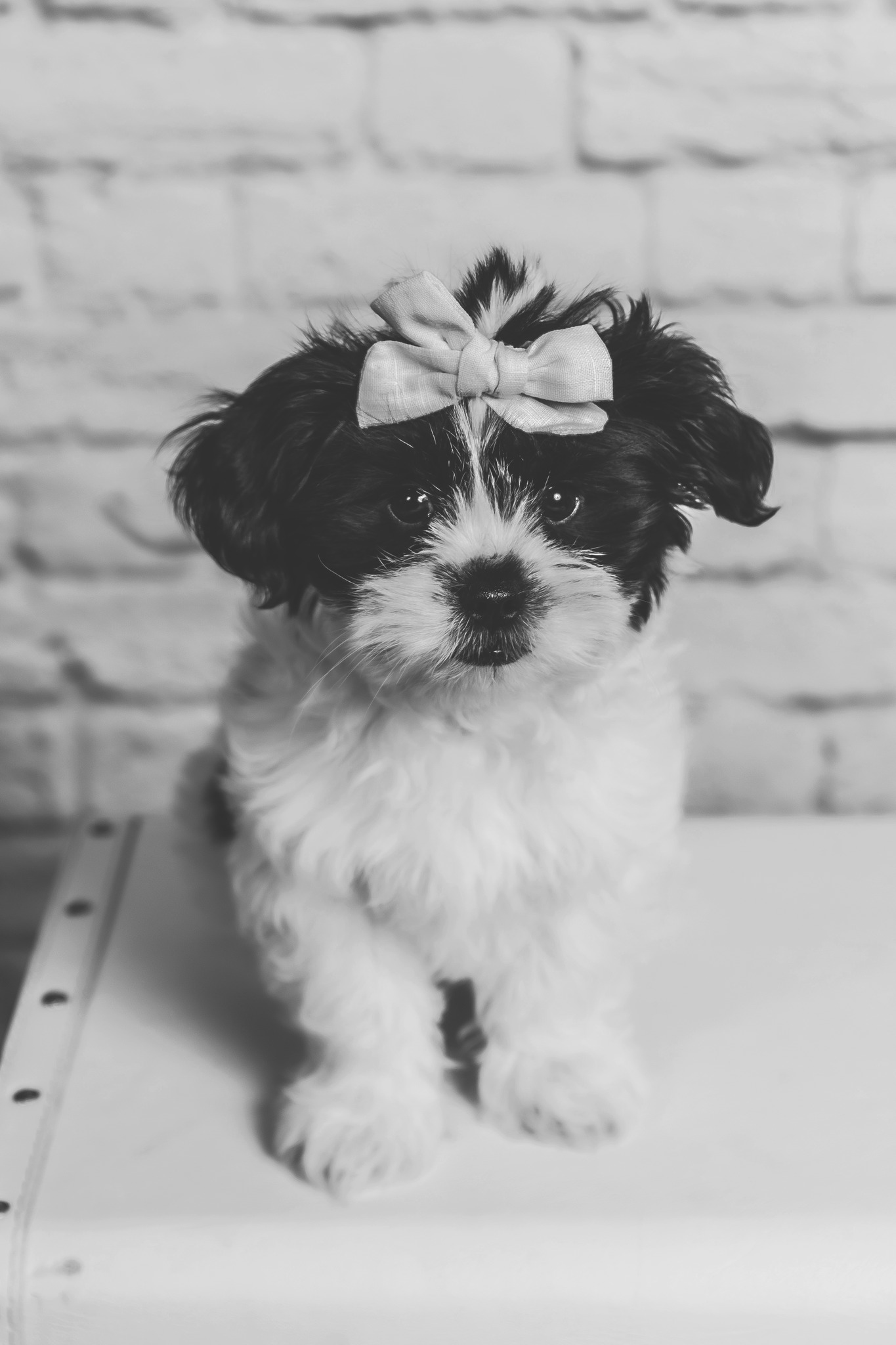 Care free photography Wright St #226, Corry Pennsylvania 16407