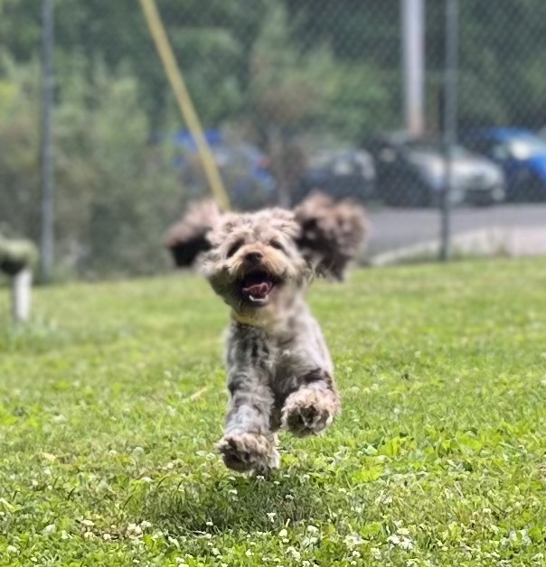 Animal General of Cranberry Twp. Cranberry