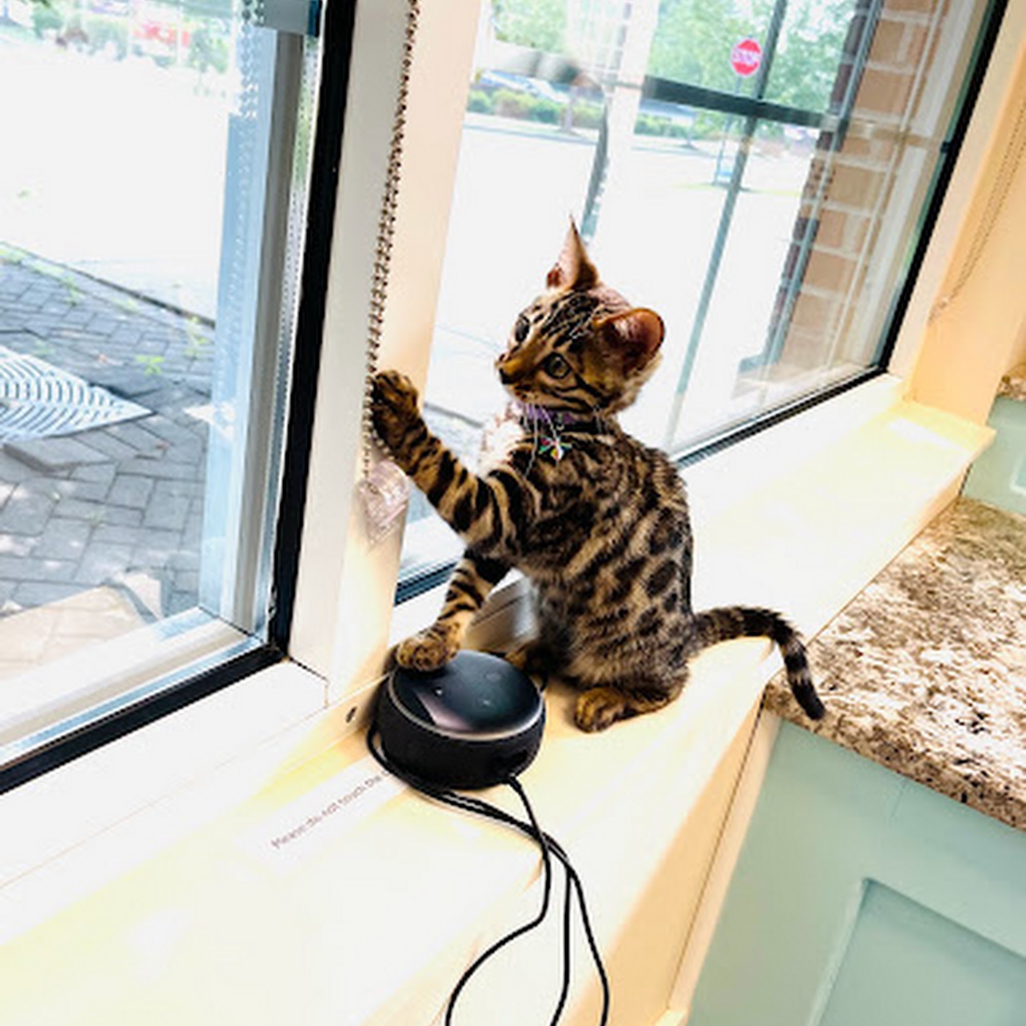 Cranberry Veterinary Hospital Cranberry