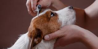 Reigning Cats & Dogs Cranberry