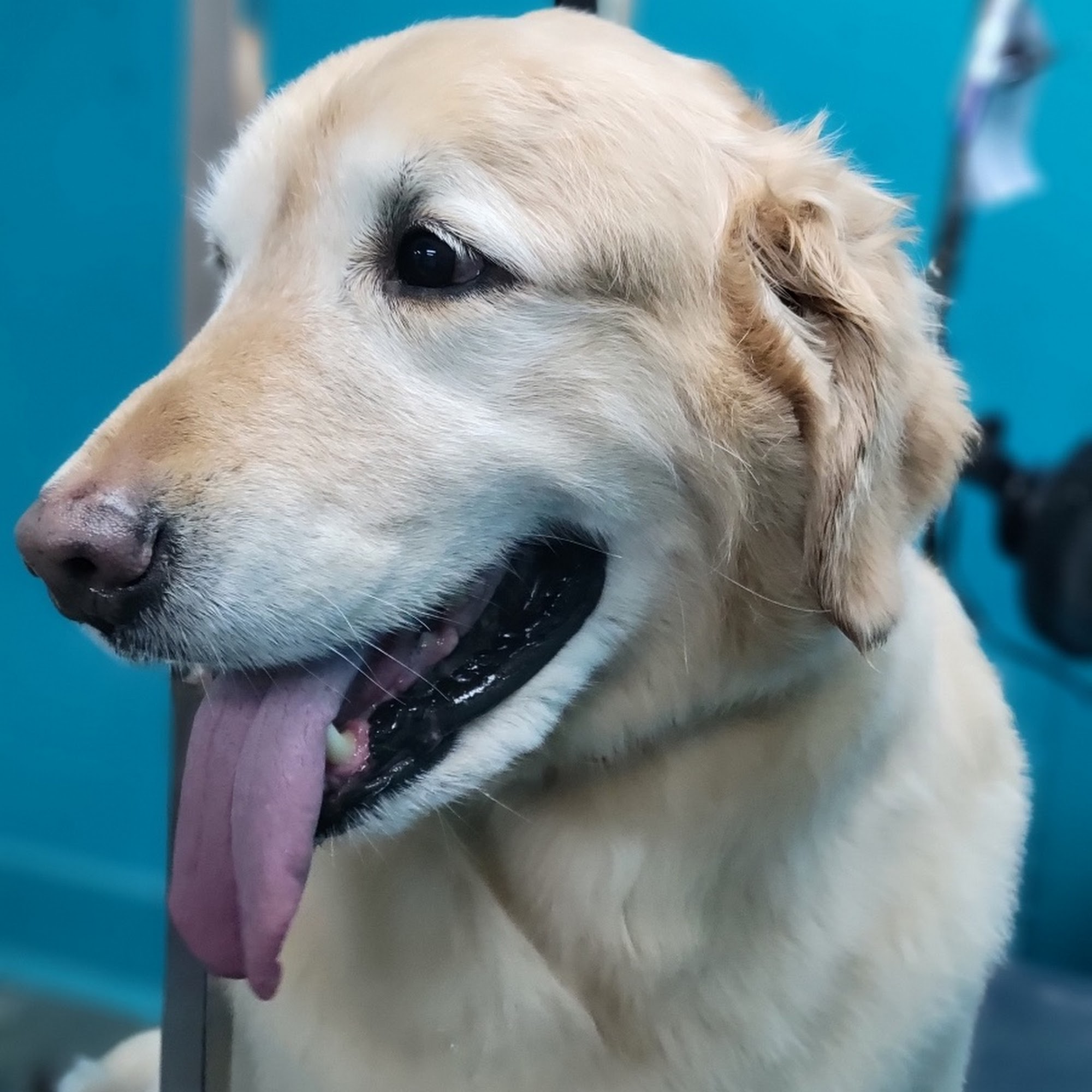 5th Avenue Fido Cranberry