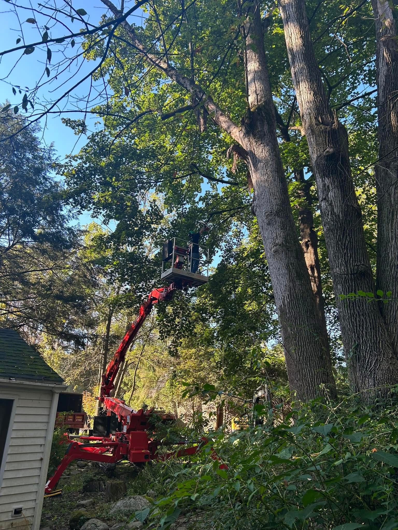 Campbell's Tree Service