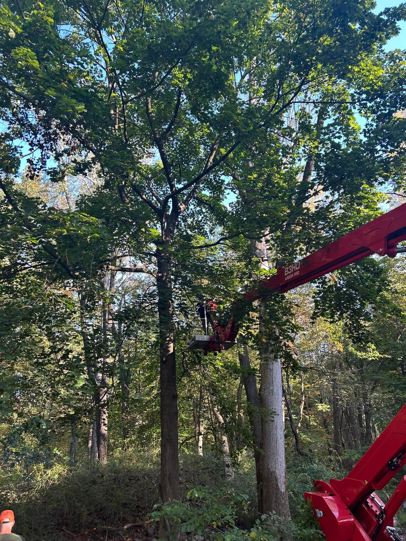 Campbell's Tree Service