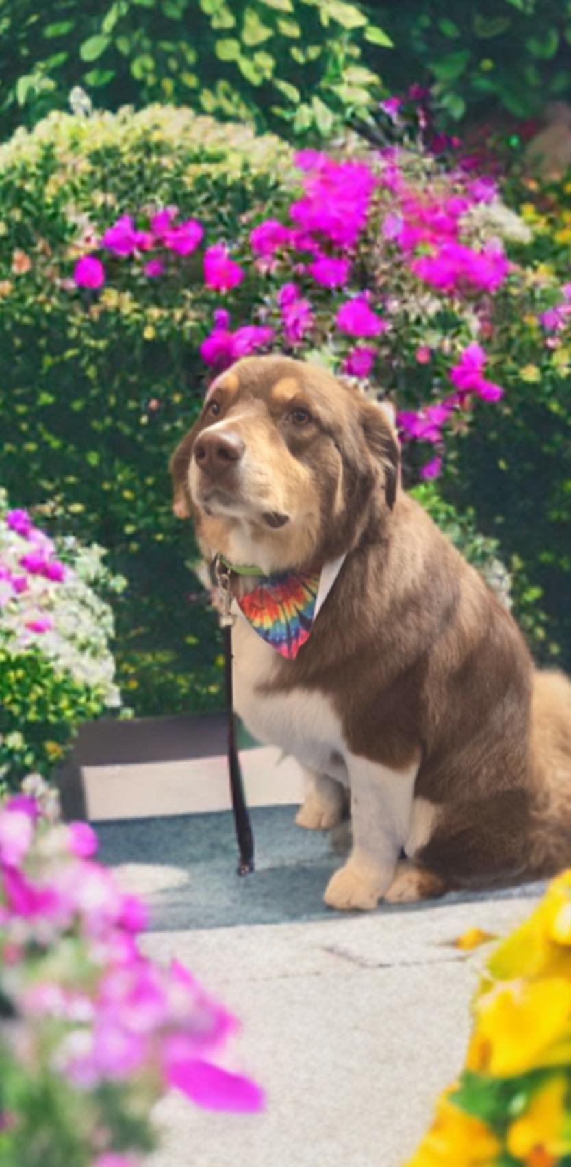 Grooming Tails By Jamie Cresson