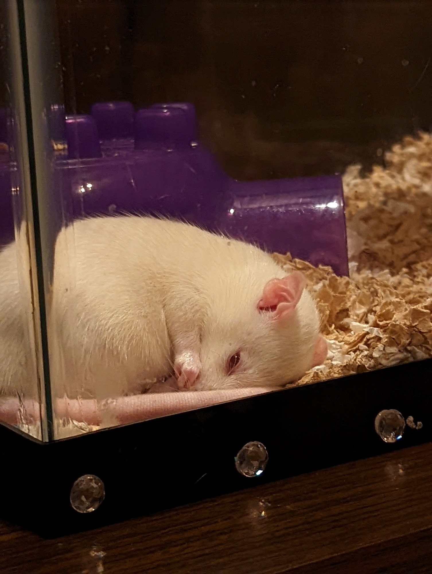 Ani-Care Animal Hospital Dallastown