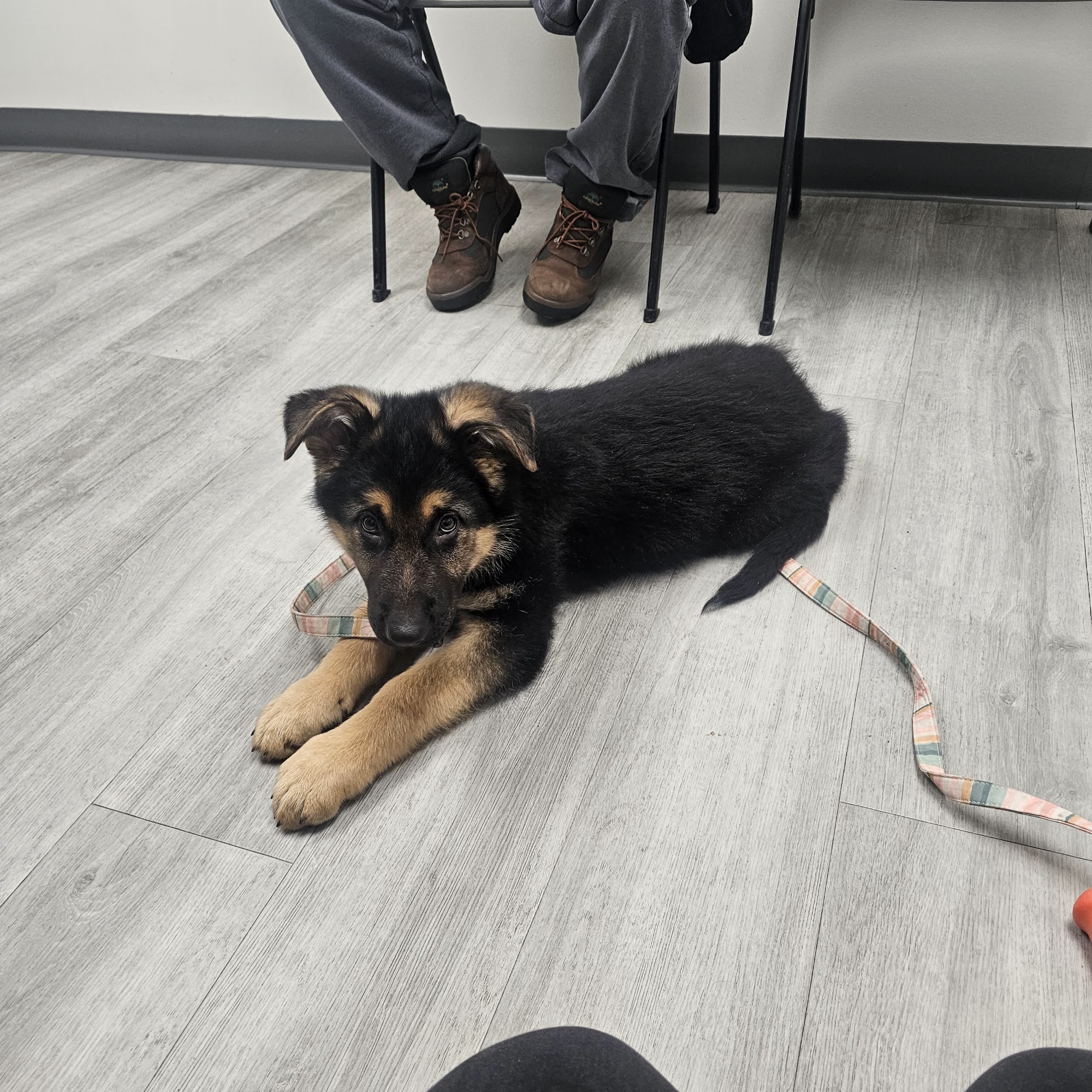 Animal Care Center Danville