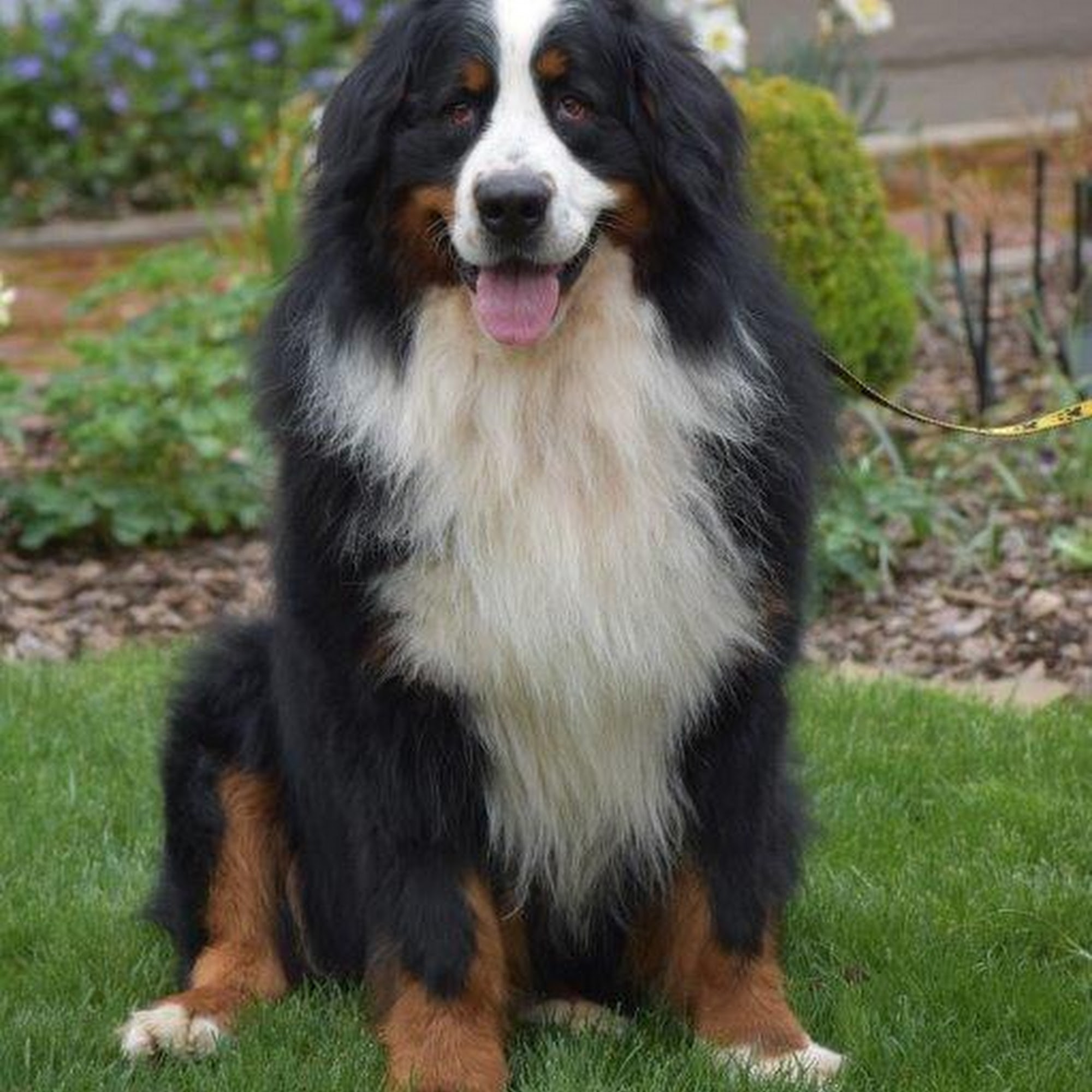 Franke's K-9 Cuts Danville