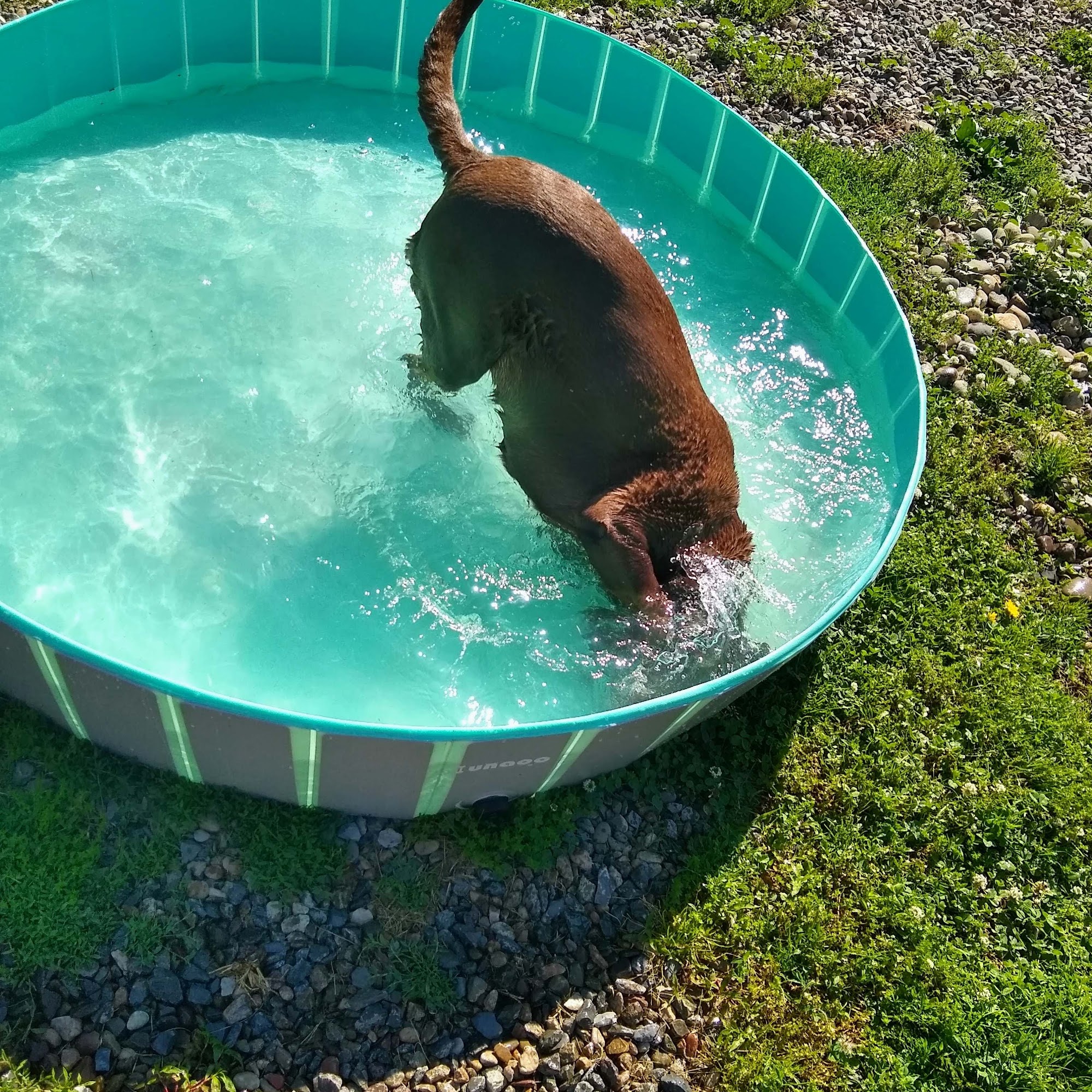 Barks and Bubbles Danville