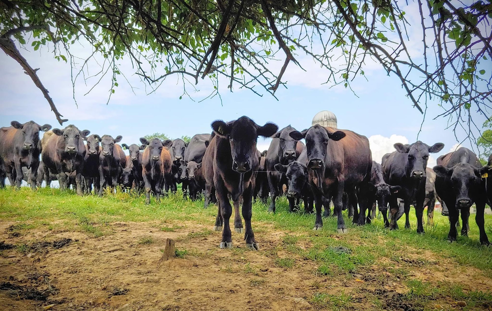 Stewart Ridge Farms Delta