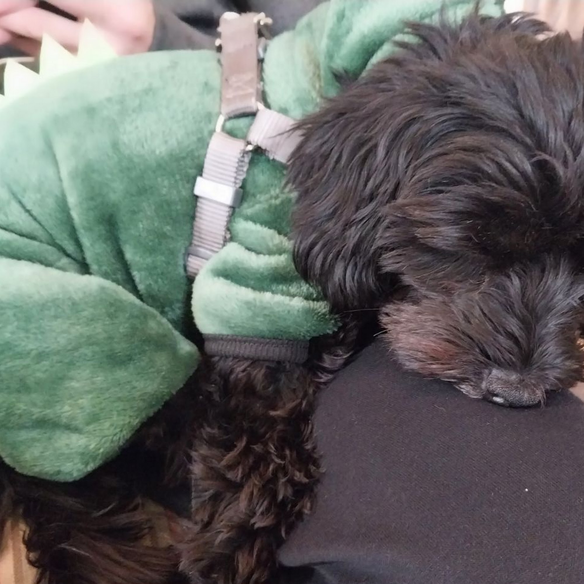 Adamstown Veterinary Hospital Denver