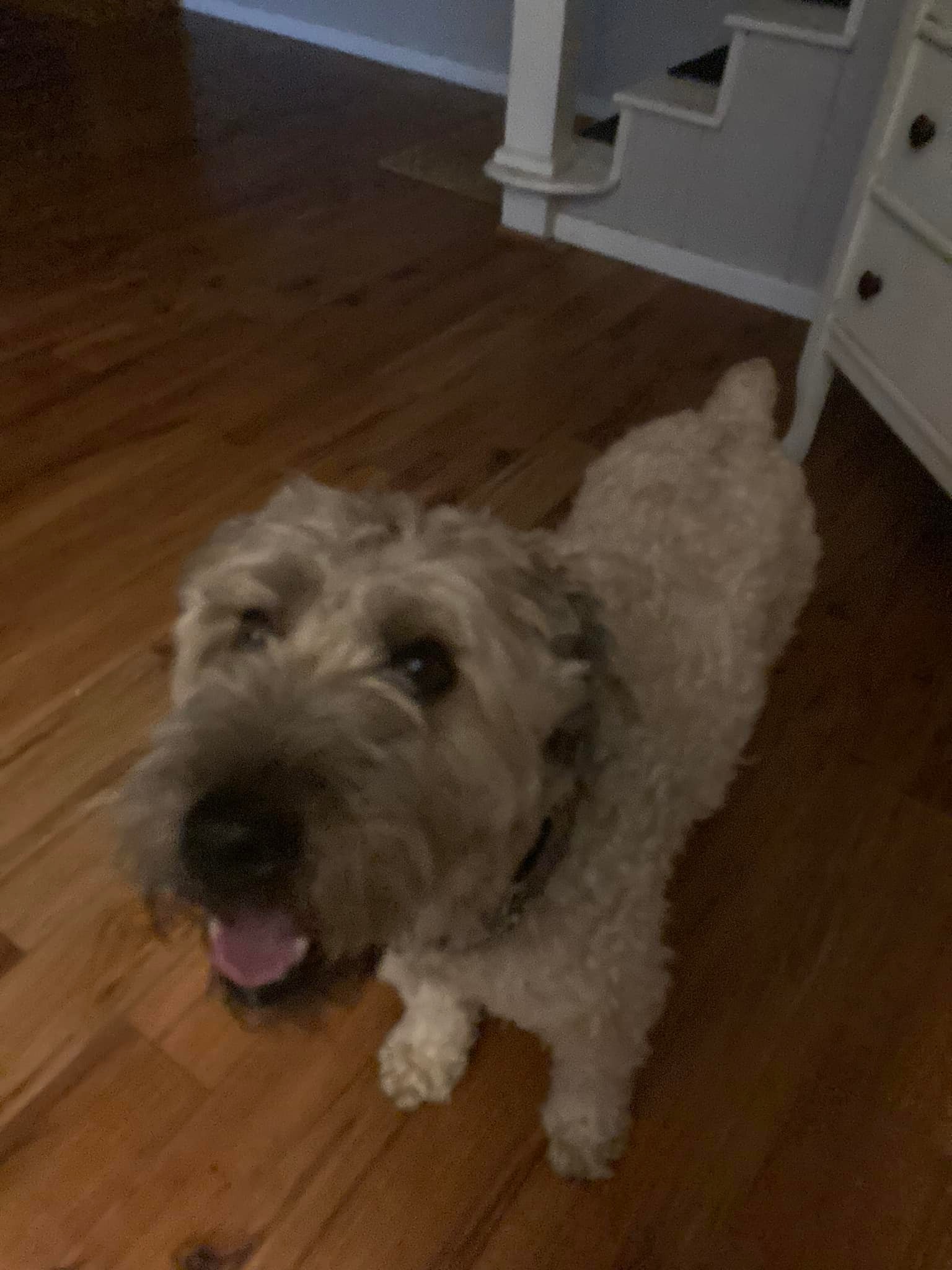 Lancaster County Pet Care