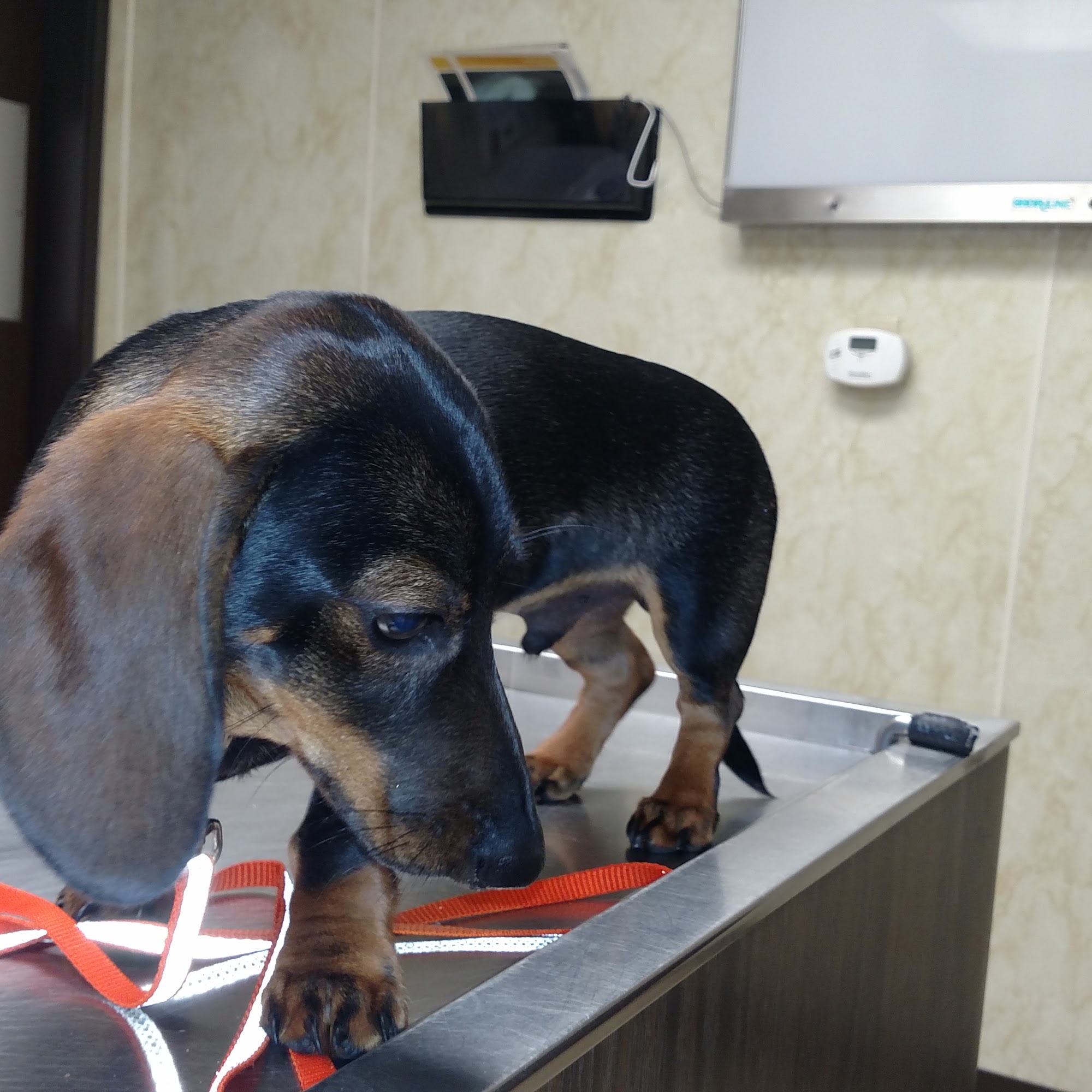 Ridgeview Veterinary Clinic Derry