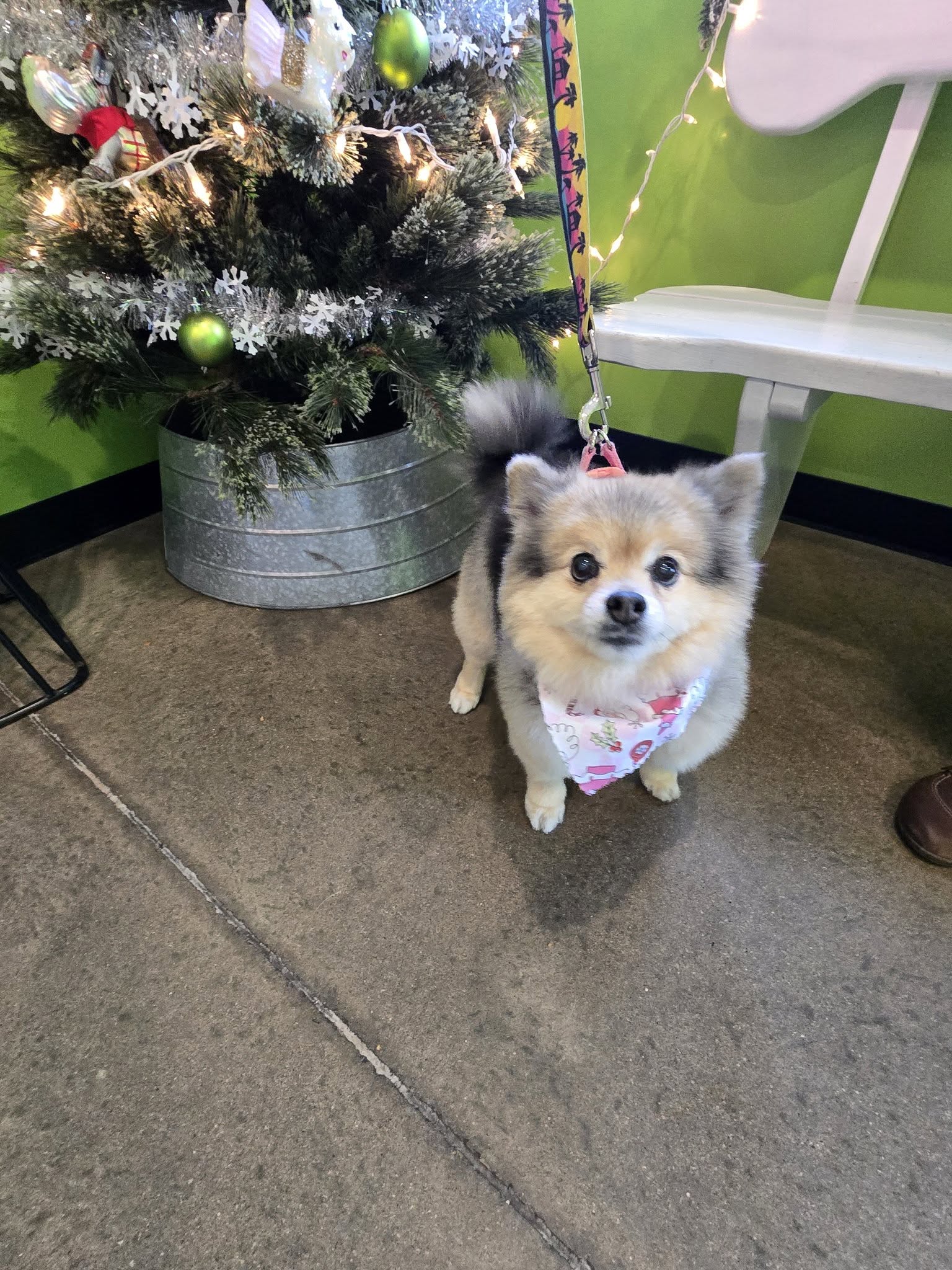 Doggie Diva's Bed Bark & Beyond, LLC Derry