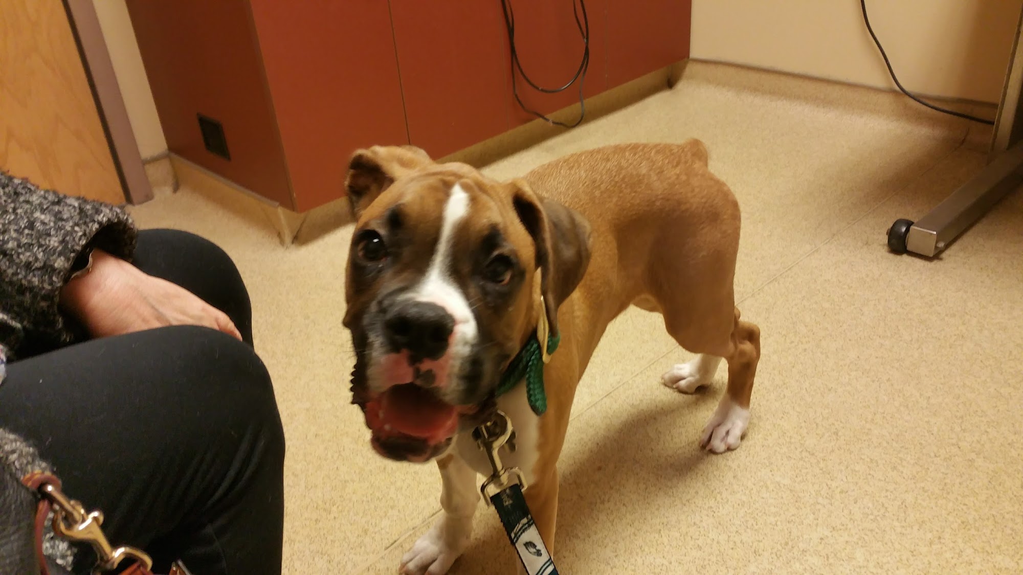 Devon Veterinary Hospital Devon