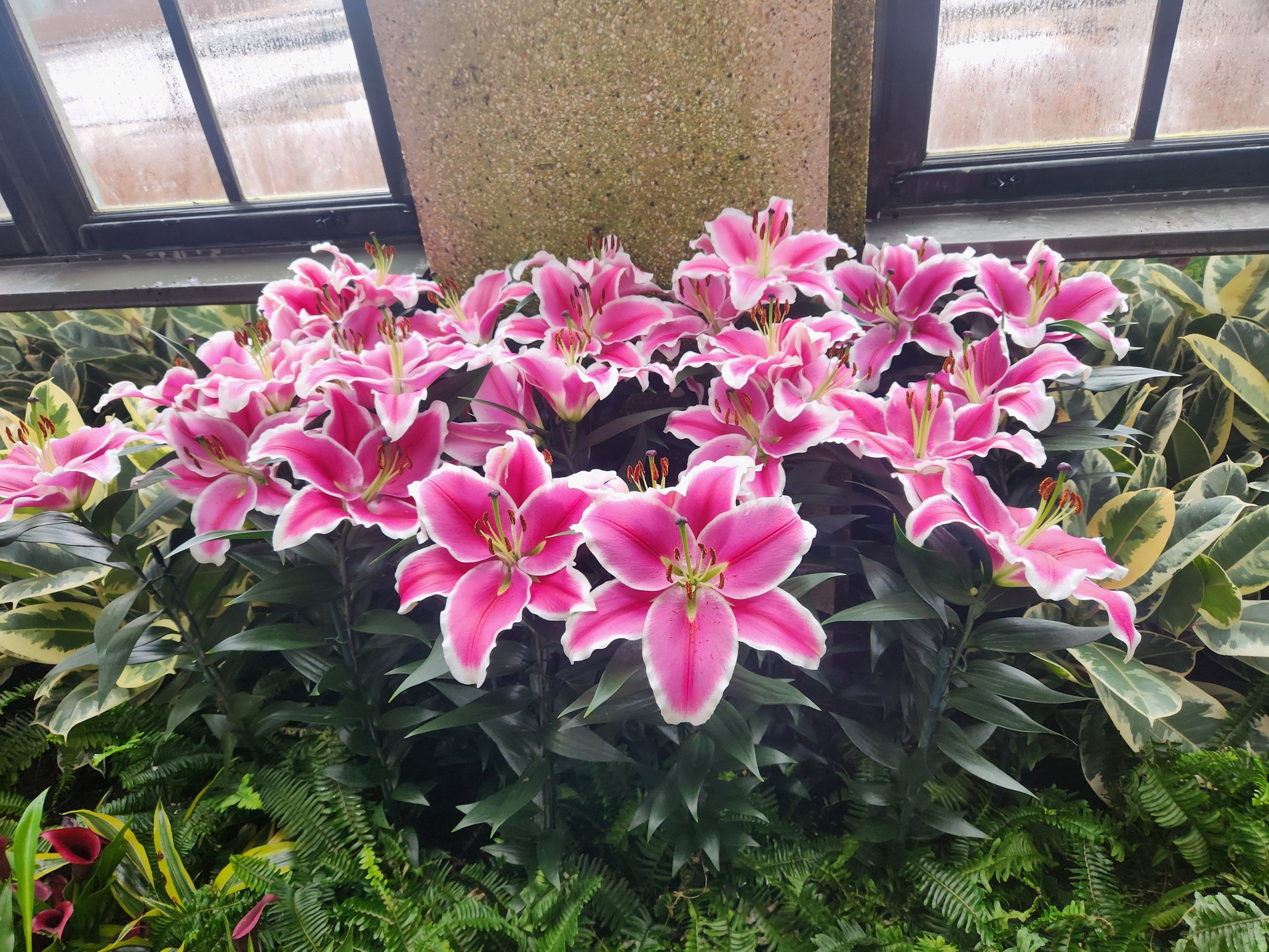 La Tonalteca - Scranton PA Dickson City