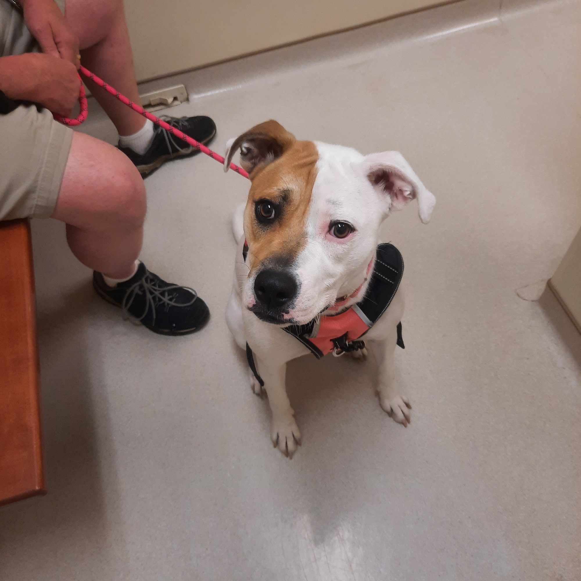 Dillsburg Veterinary Center Dillsburg