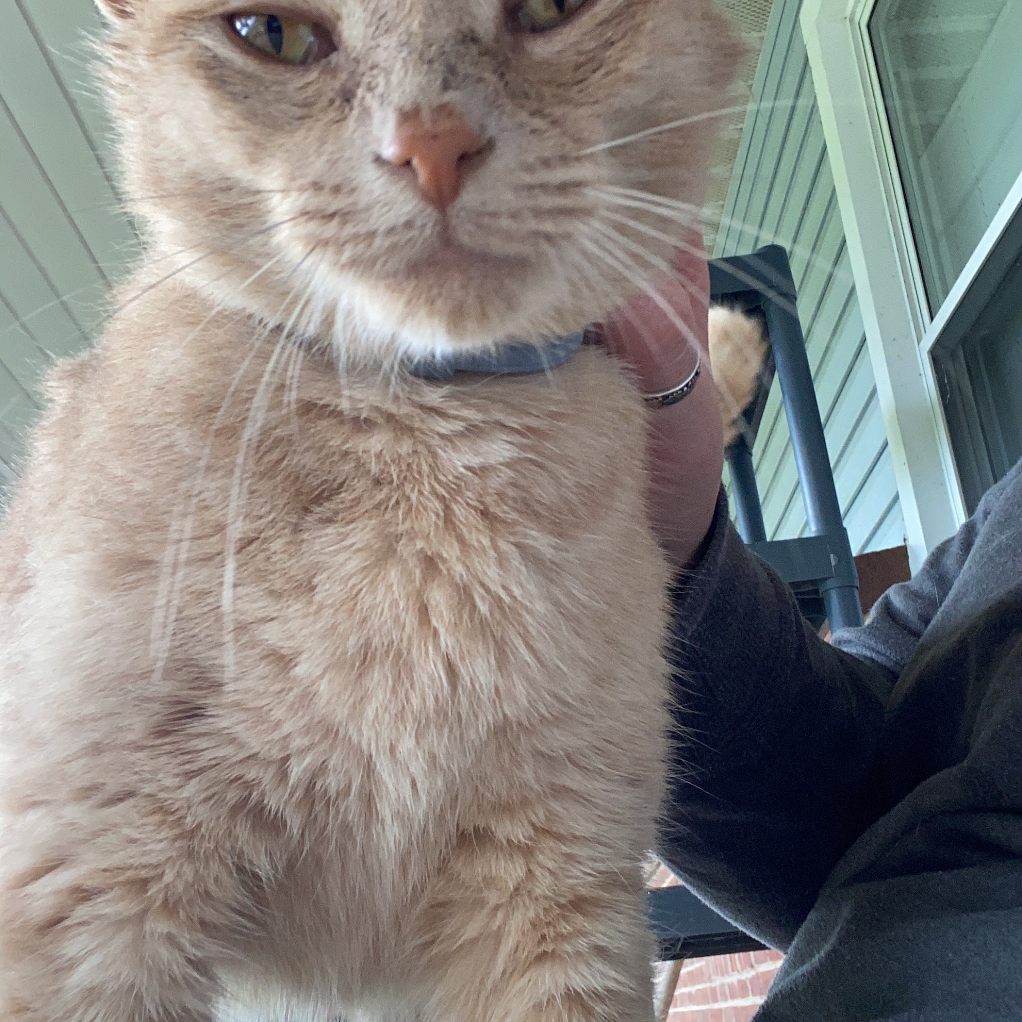 Carroll Crossing Animal Hospital Dillsburg