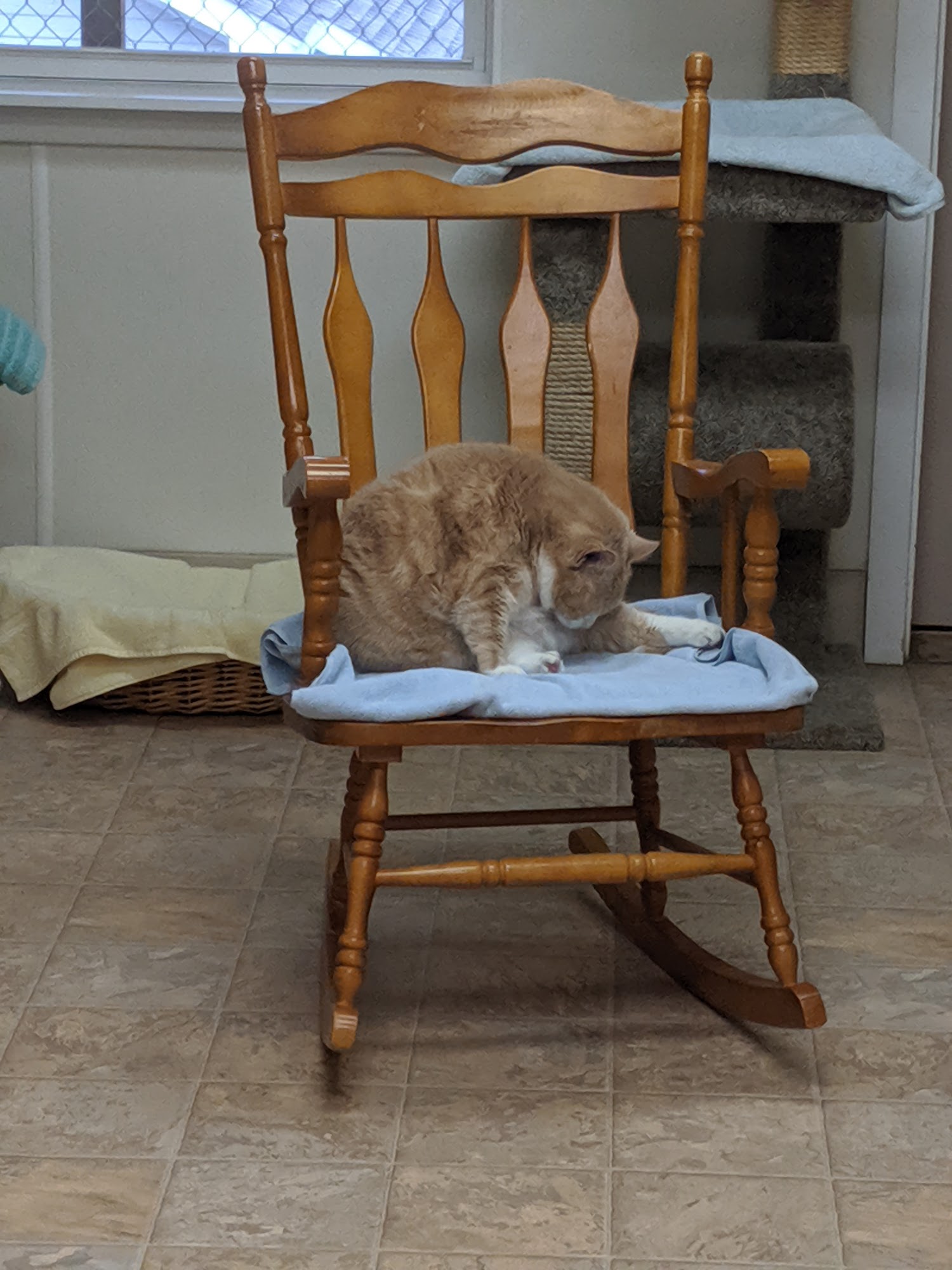 Helen O. Krause Animal Foundation Inc. Dillsburg