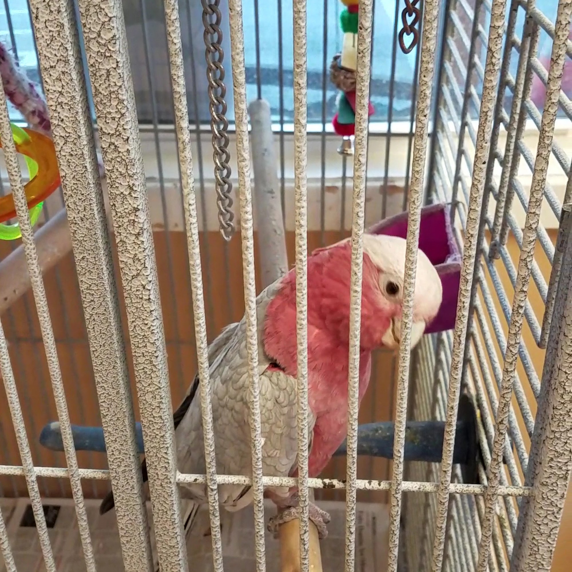 Aardvark Animal Hospital Downingtown