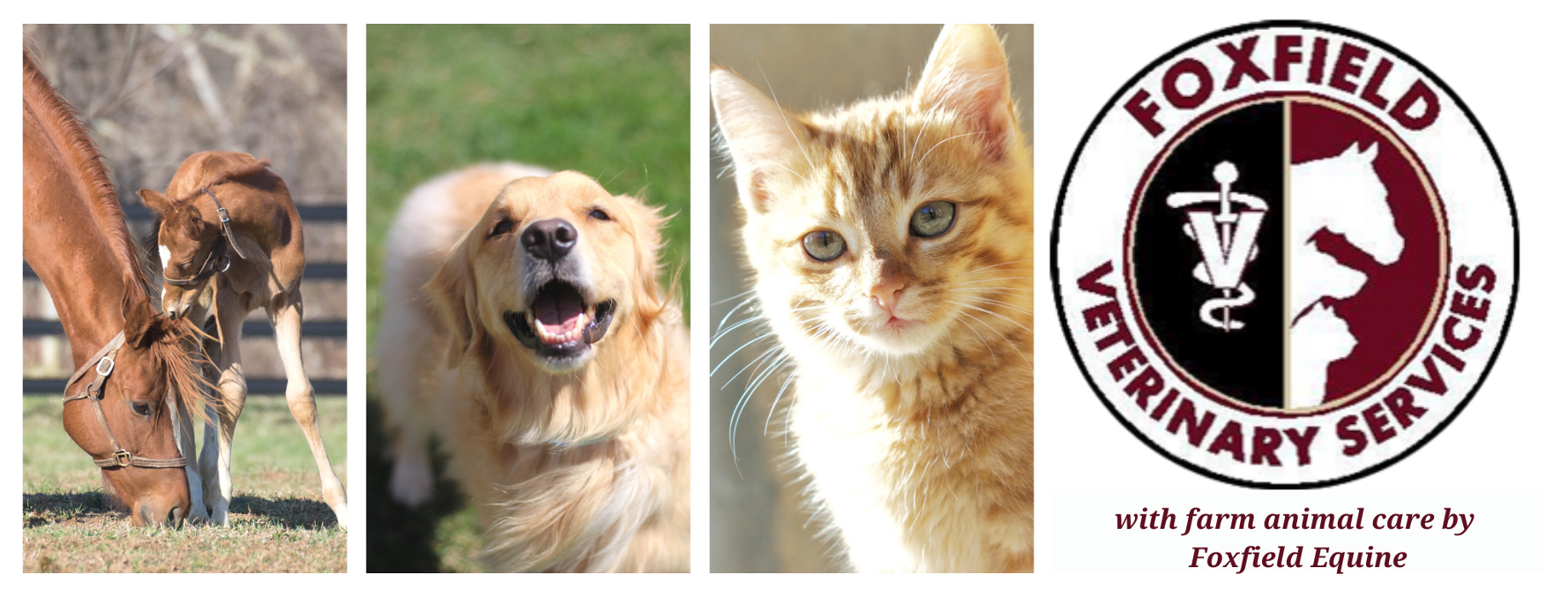 Foxfield Veterinary Services Downingtown