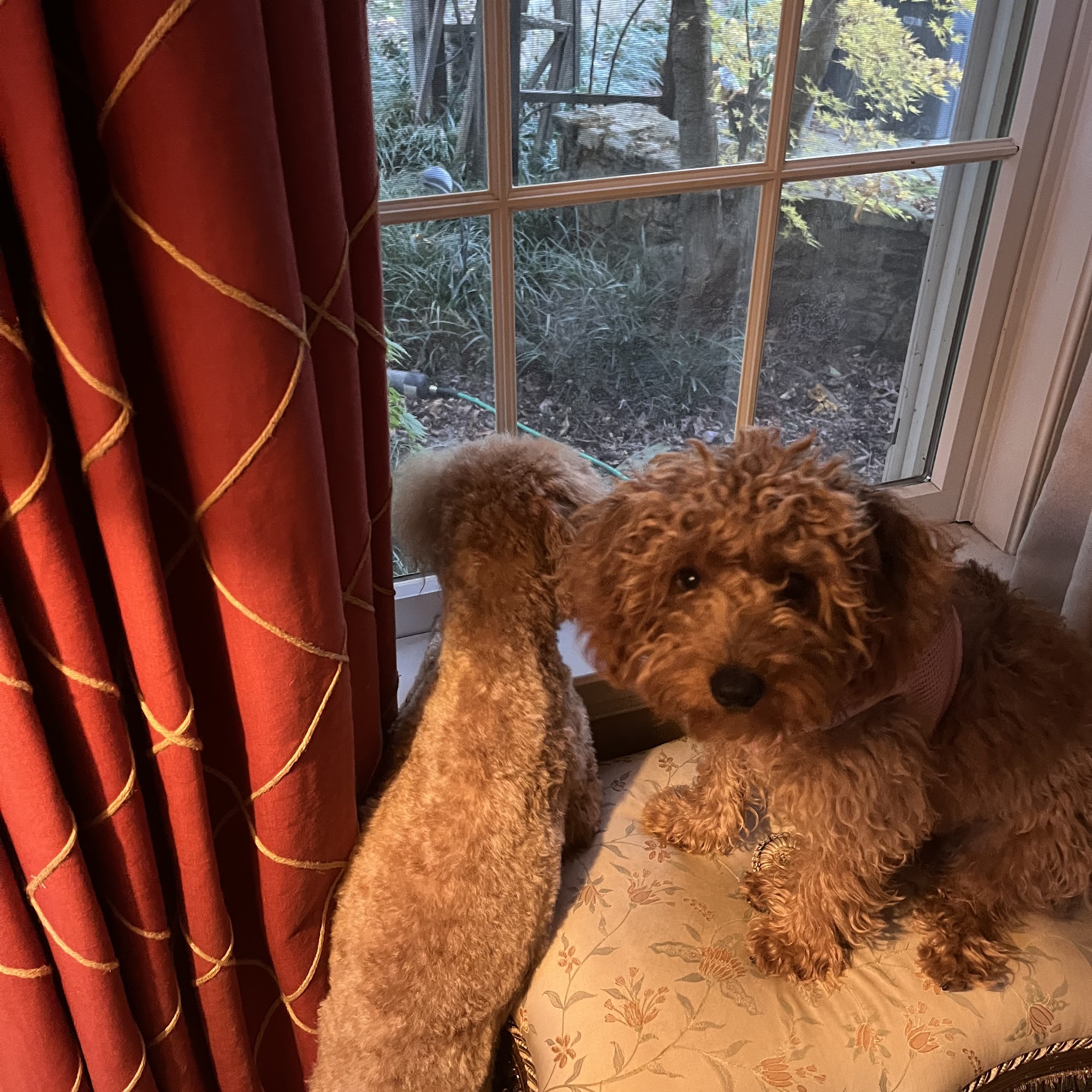 Sleepy Paws Pet Care Downingtown