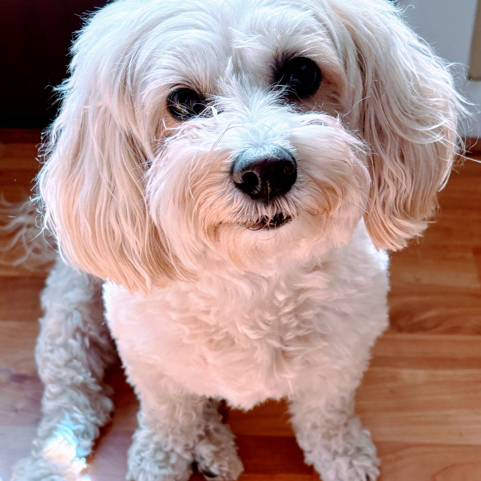 Doylestown Animal Medical Clinic Doylestown