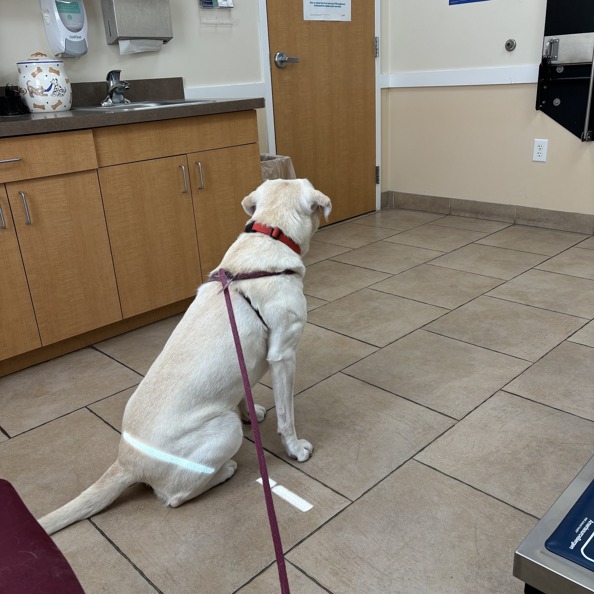 Main Street Animal Hospital Doylestown