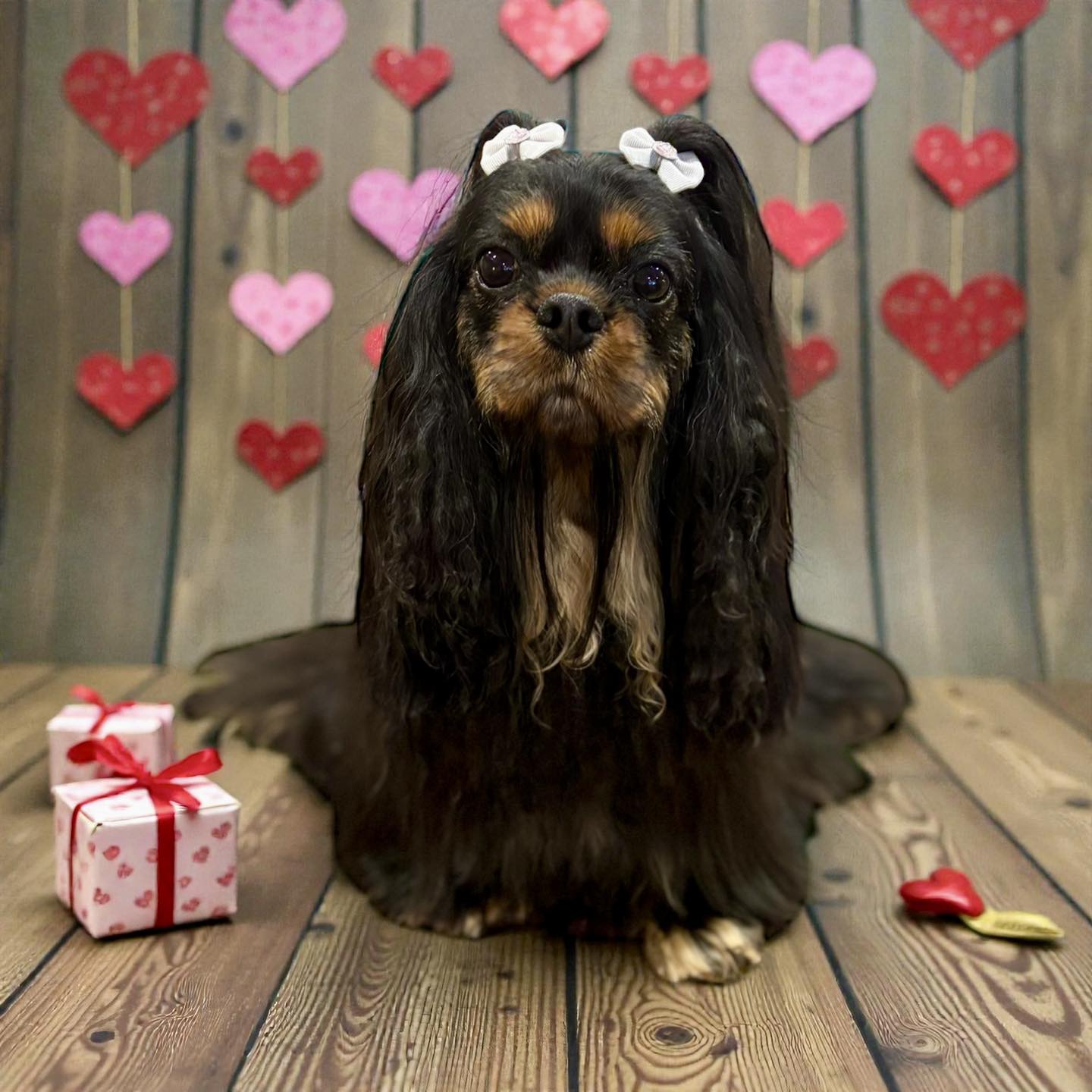 The Spa on State Pet Grooming Doylestown