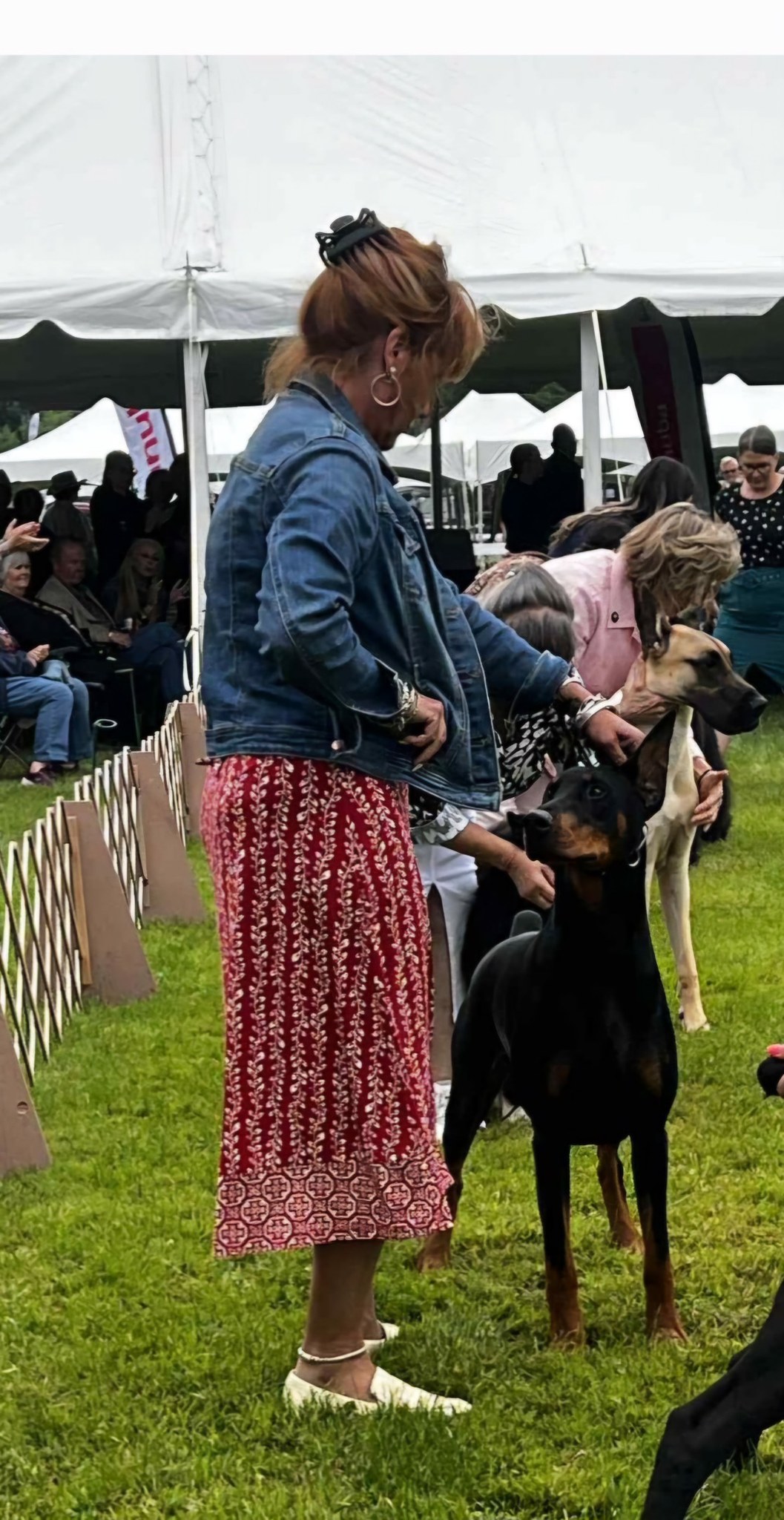 Dog Daze Canine Hair Design Doylestown