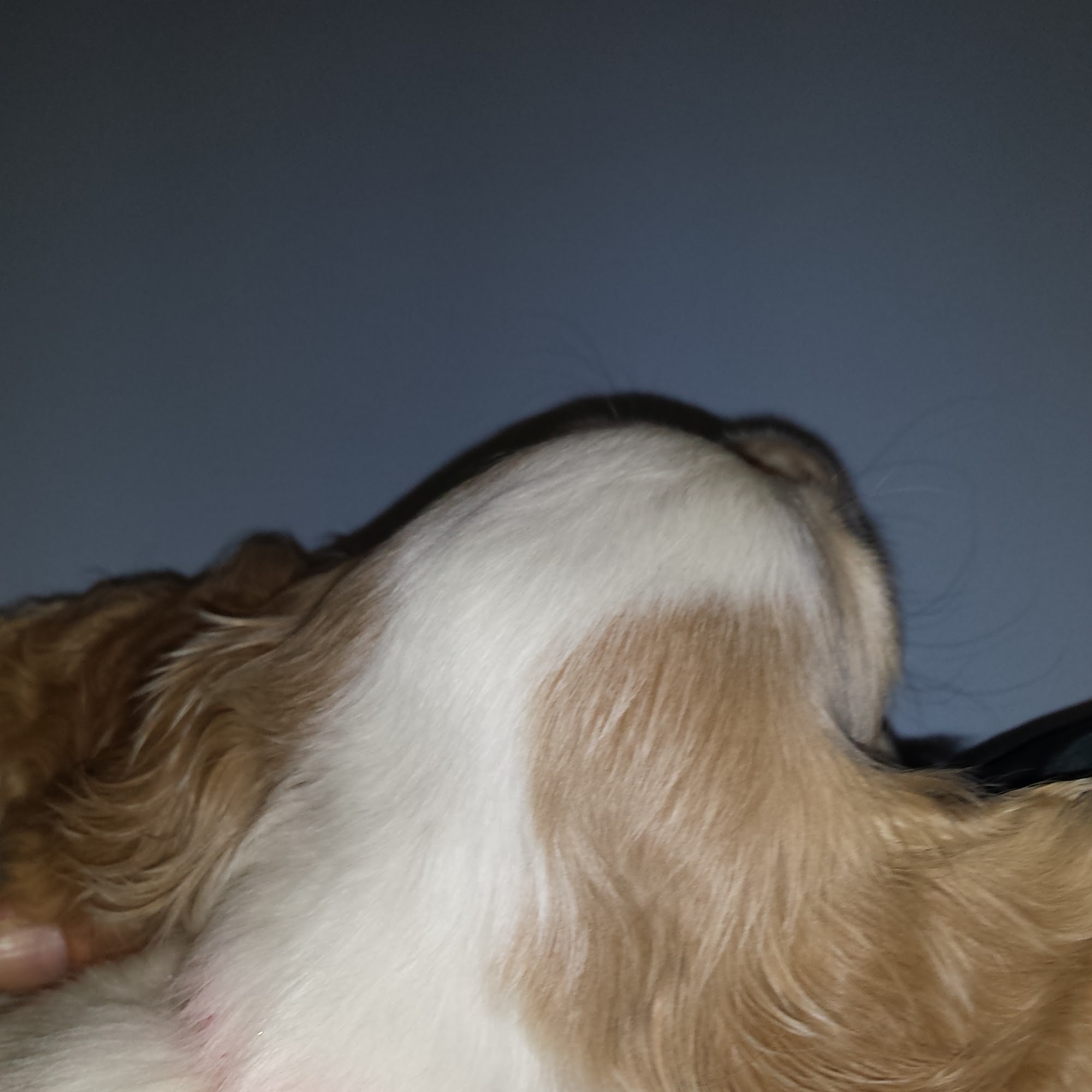 Animal Hospital of DuBois DuBois