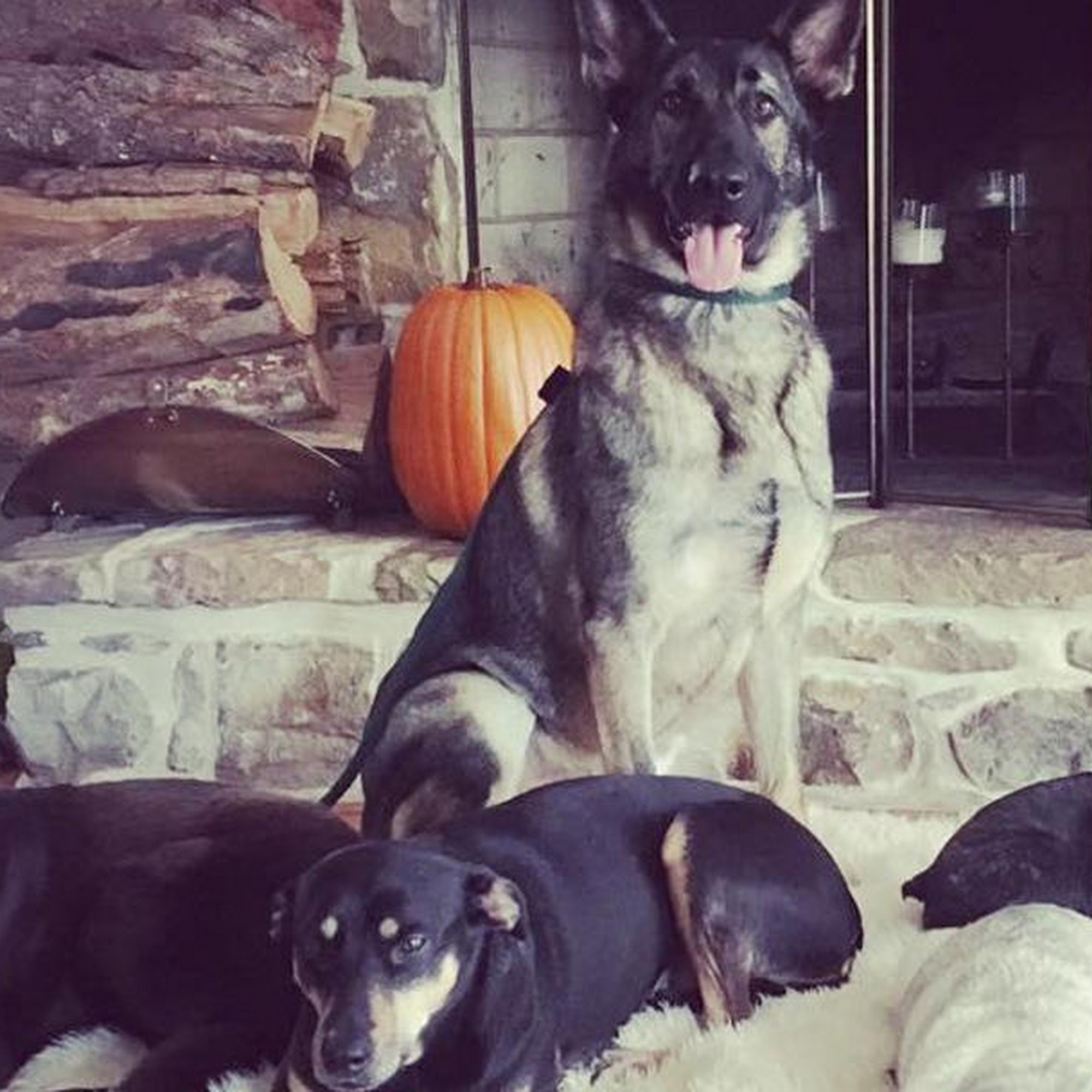 Cove Mountain Animal Hospital Duncannon