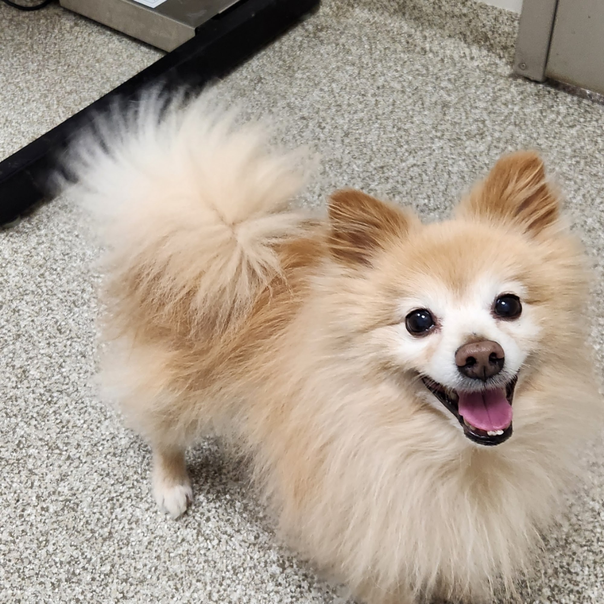 Sylvan Veterinary Hospital Duncansville