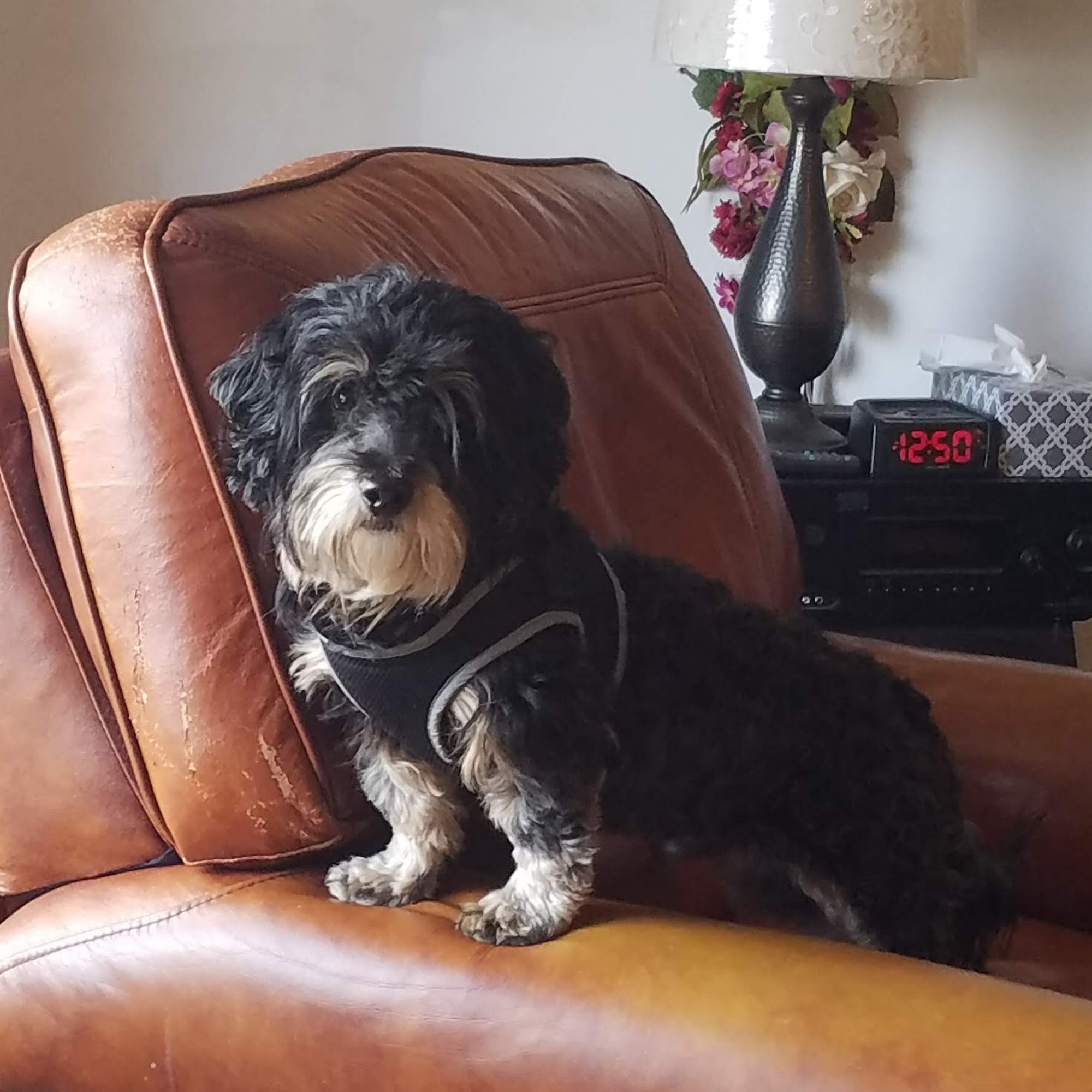 Happy Tails Grooming Dog Training Duncansville