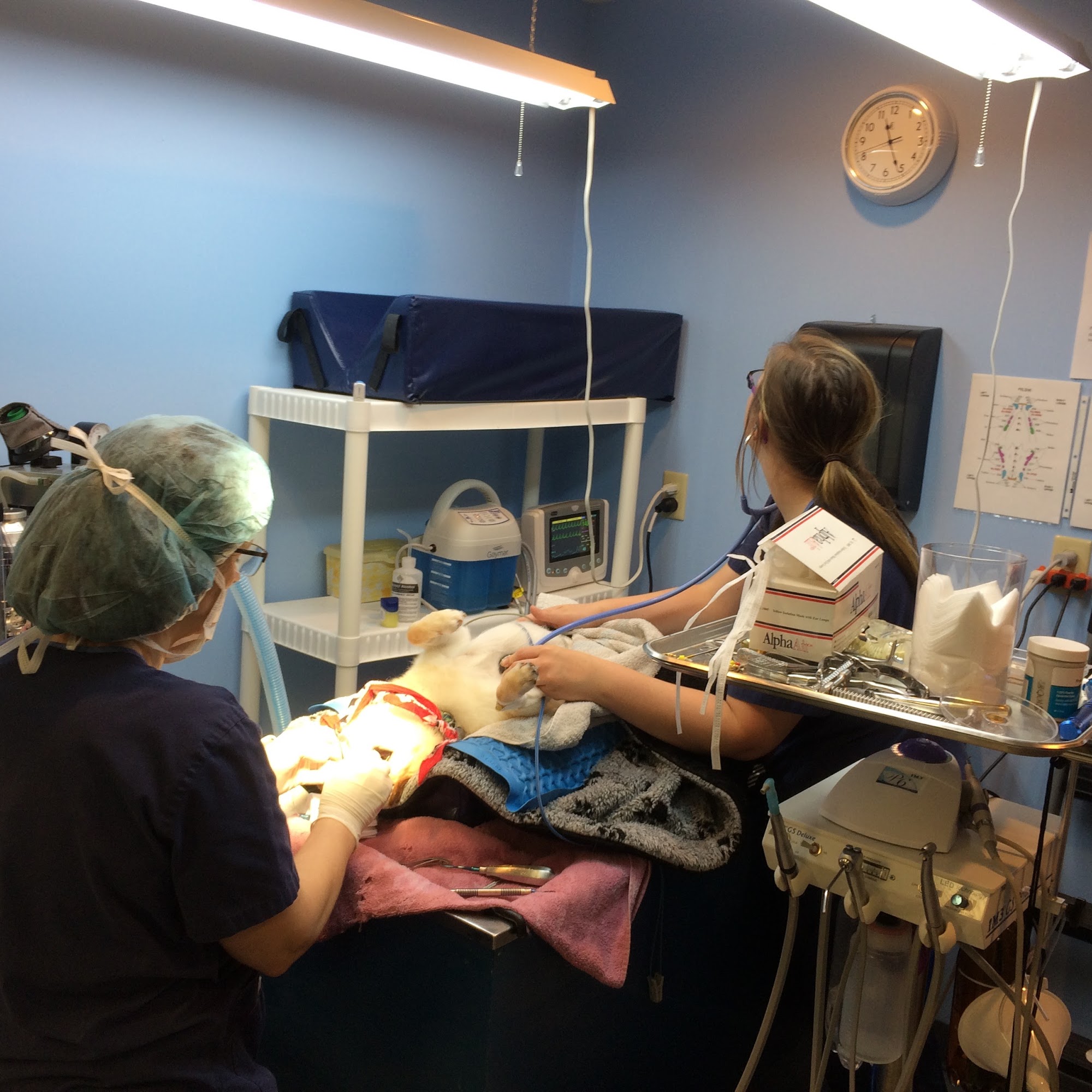 Compassion Animal Hospital LLC East Berlin