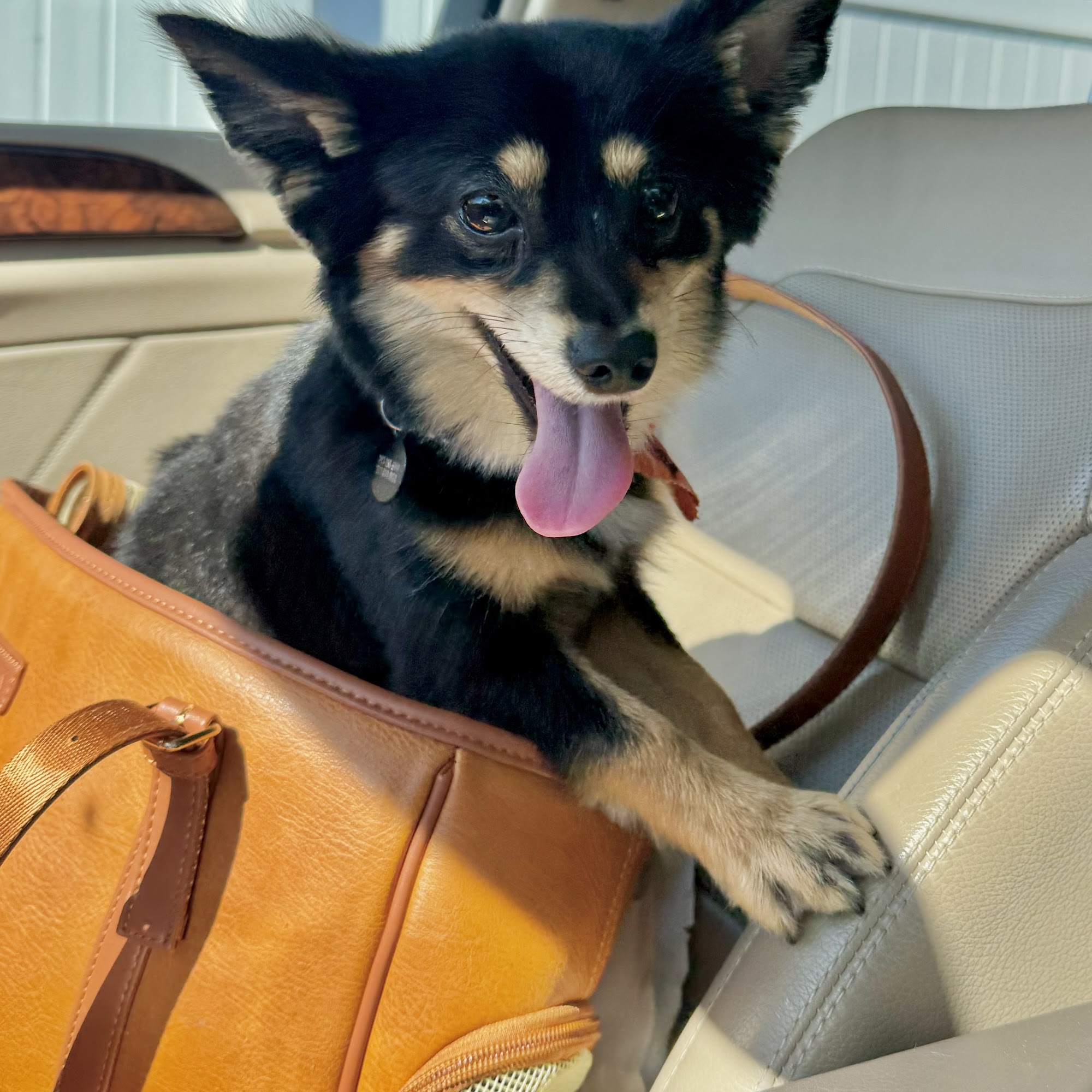 Tail Chasers Grooming East Berlin