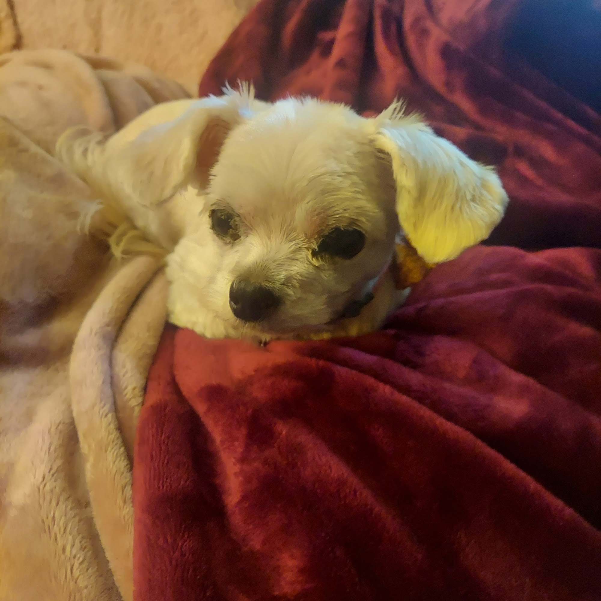 Fast and Furry LLC East Berlin