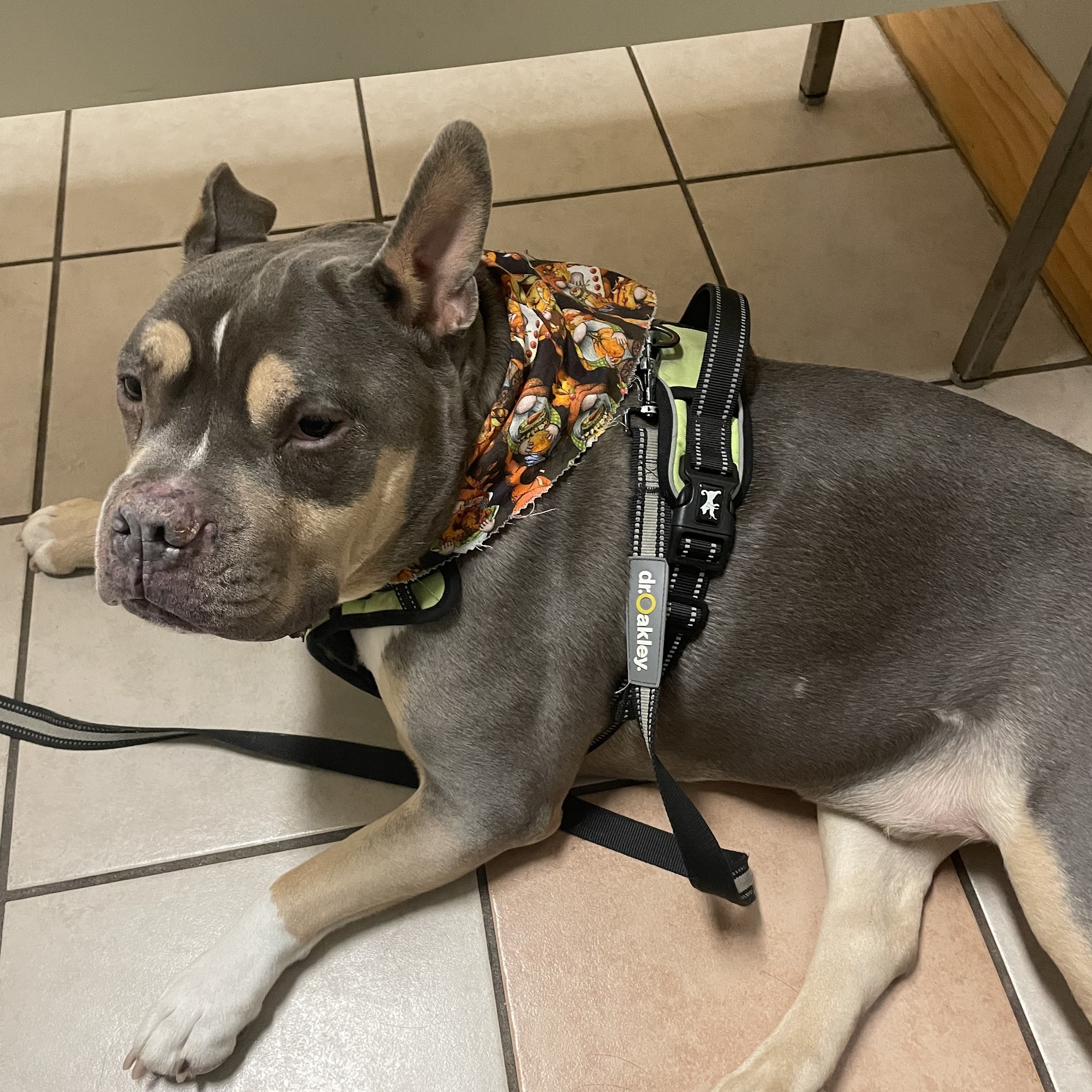 Smithfield Animal Hospital East Stroudsburg