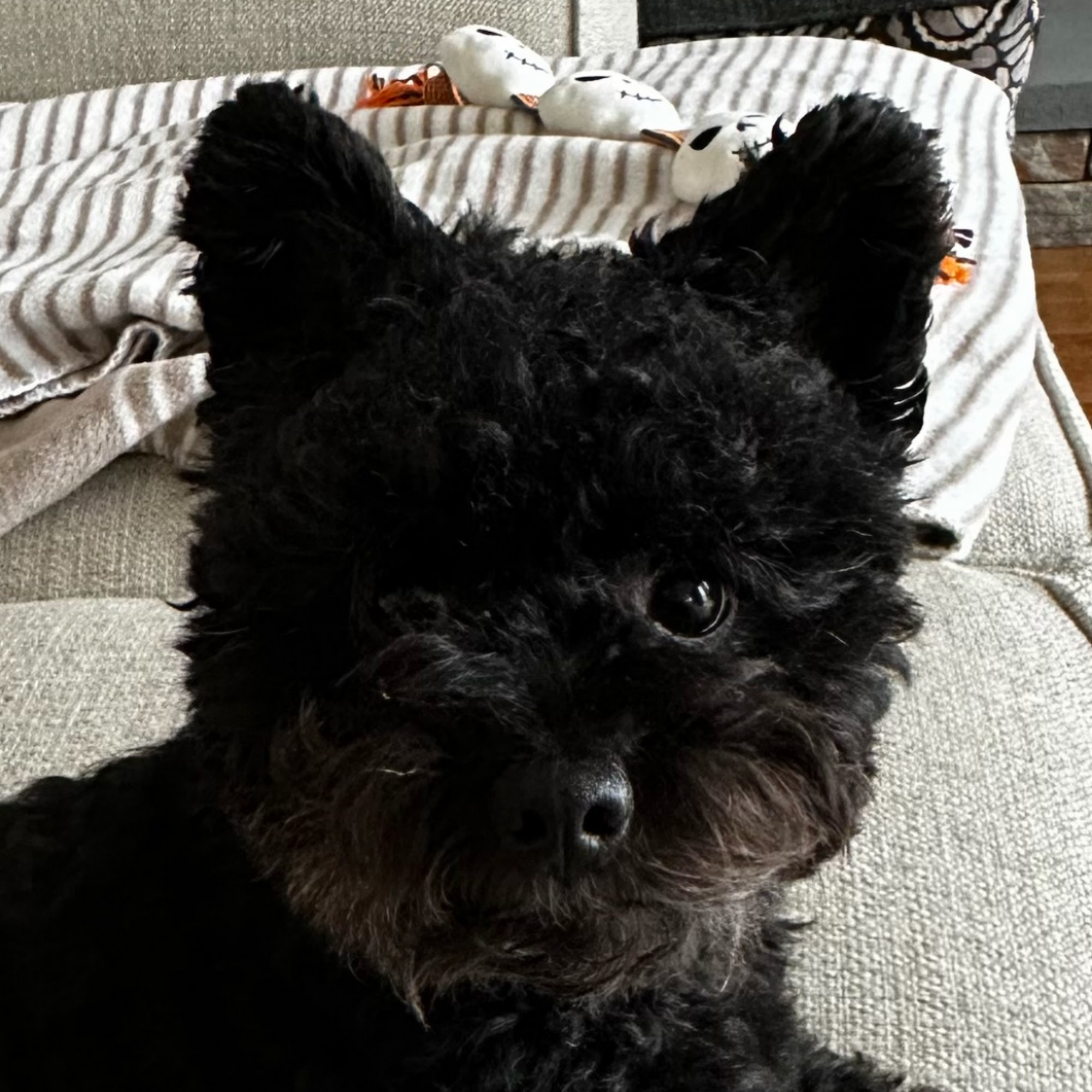 Easton Animal Hospital Easton